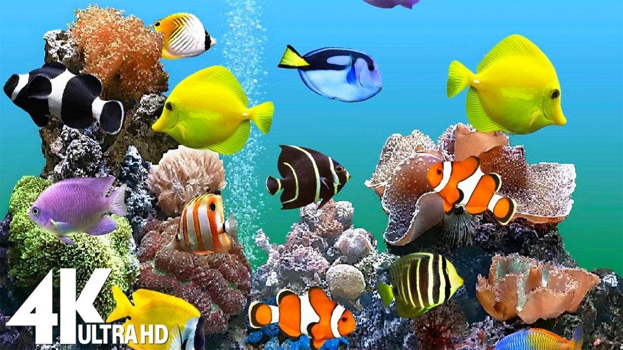 4K Aquarium Wallpapers Top Free 4K Aquarium Backgrounds WallpaperAccess