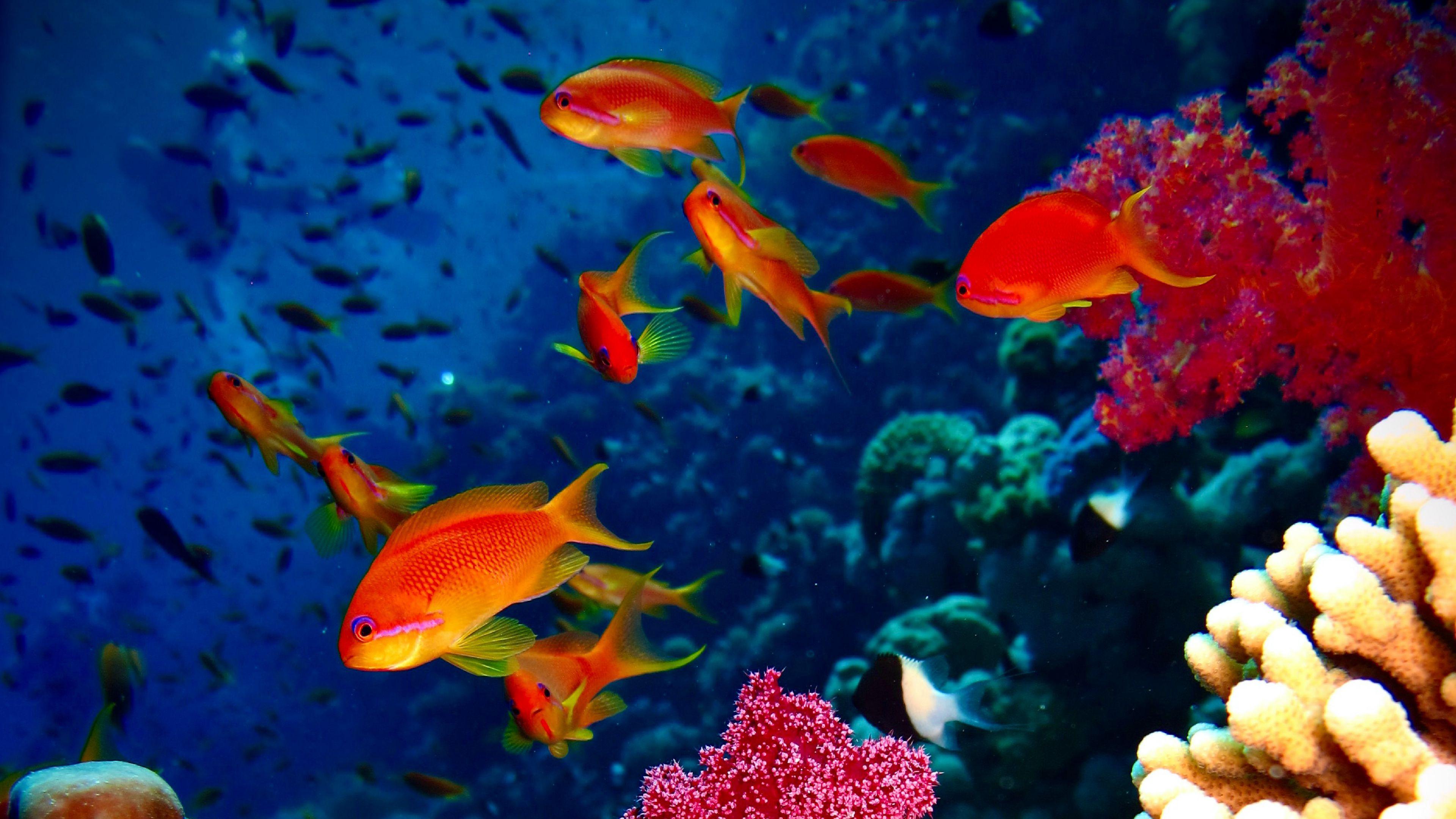 4K Aquarium Wallpapers - Top Free 4K Aquarium Backgrounds - WallpaperAccess
