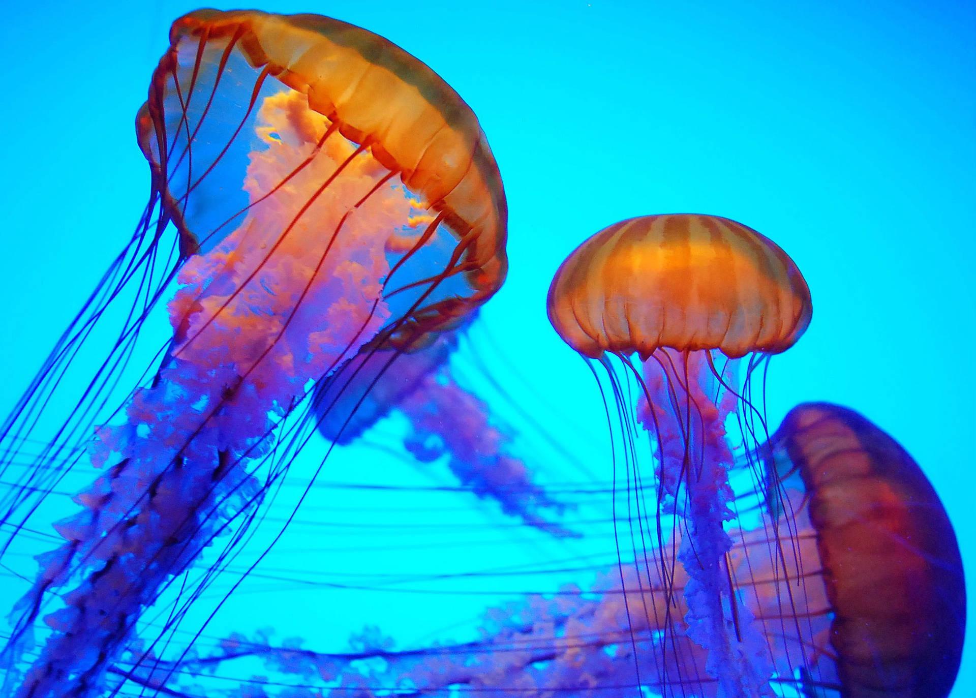 1920x1373 Free Jellyfish Wallpaper Downloads, Jellyfish Wallpaper for FREE