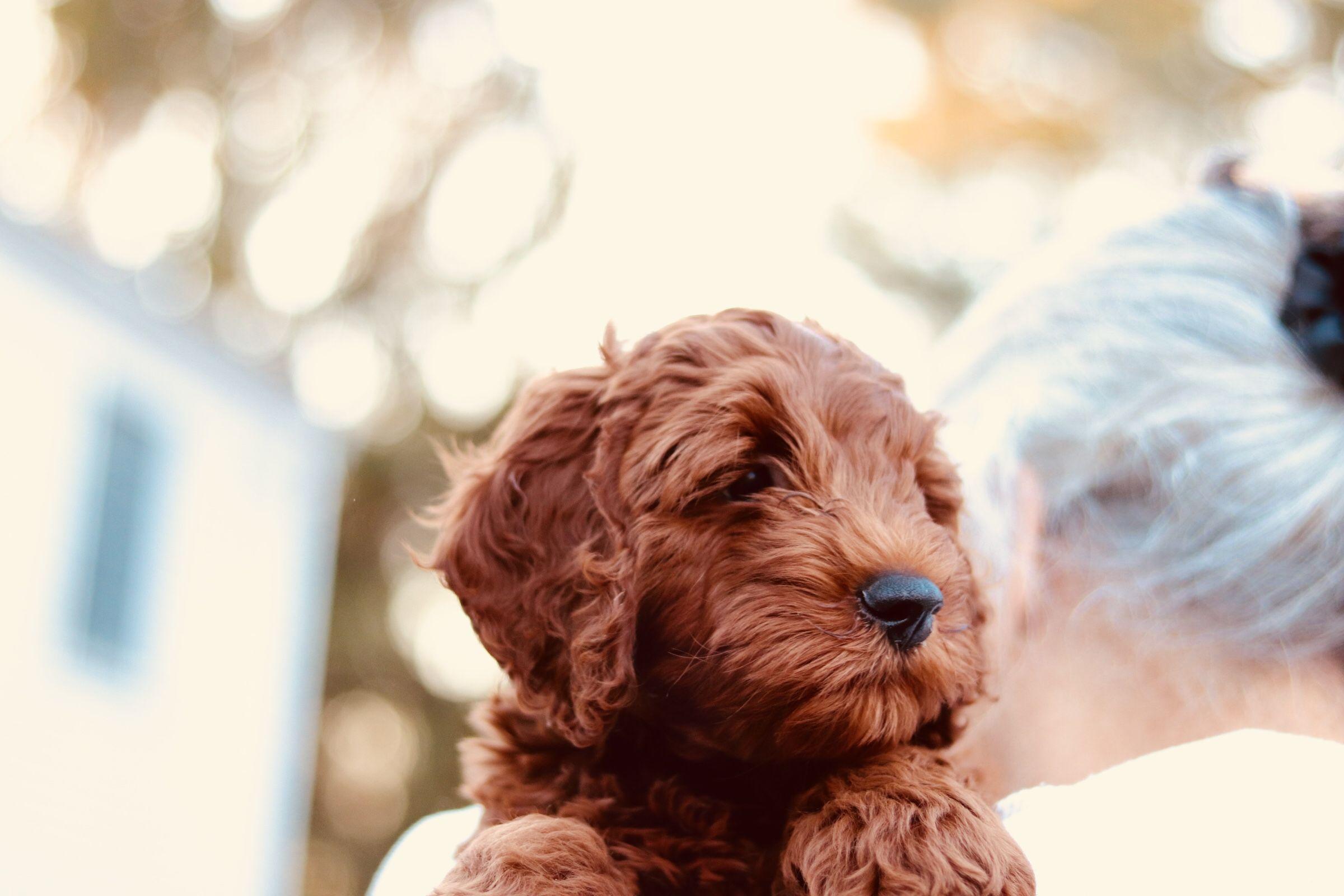 Mini Goldendoodle Wallpapers - Top Free Mini Goldendoodle Backgrounds
