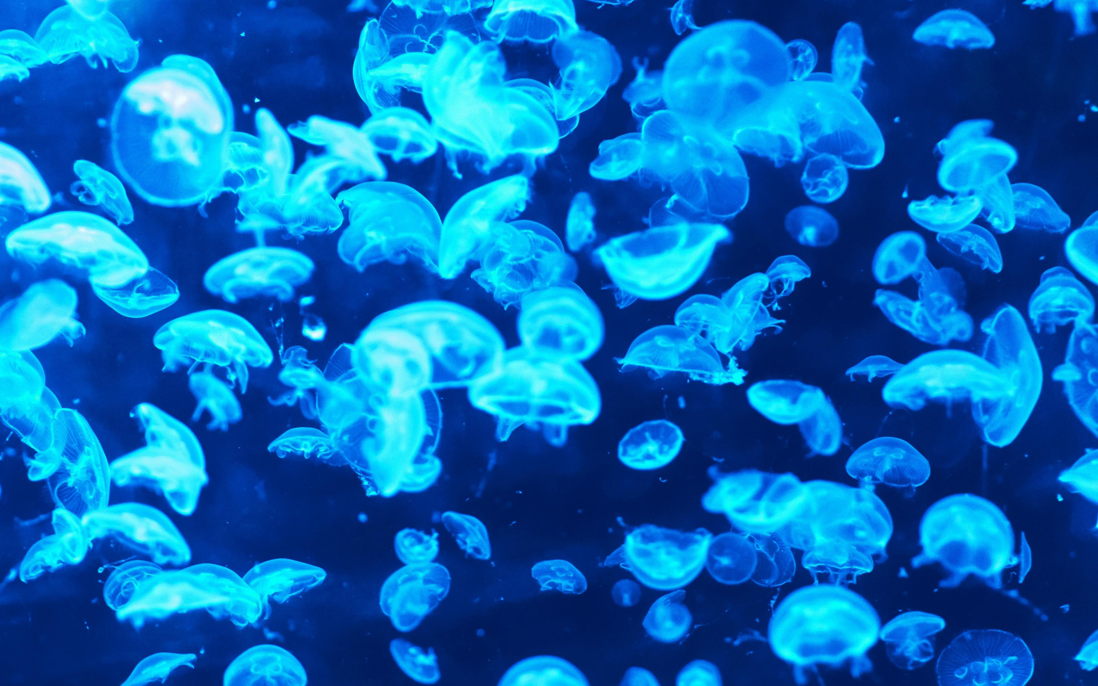 3840x2400 Animal Sea Ocean Blue Jellyfish Pattern Lot Wallpaper