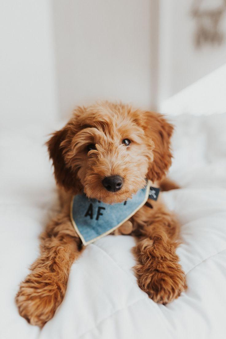736x1104 Fluffy puppies, apricot goldendoodle, goldendoodle picture, goldendoodle Puppies, bandana puppies, cute. Goldendoodle puppy, Mini goldendoodle puppies, Cute dogs