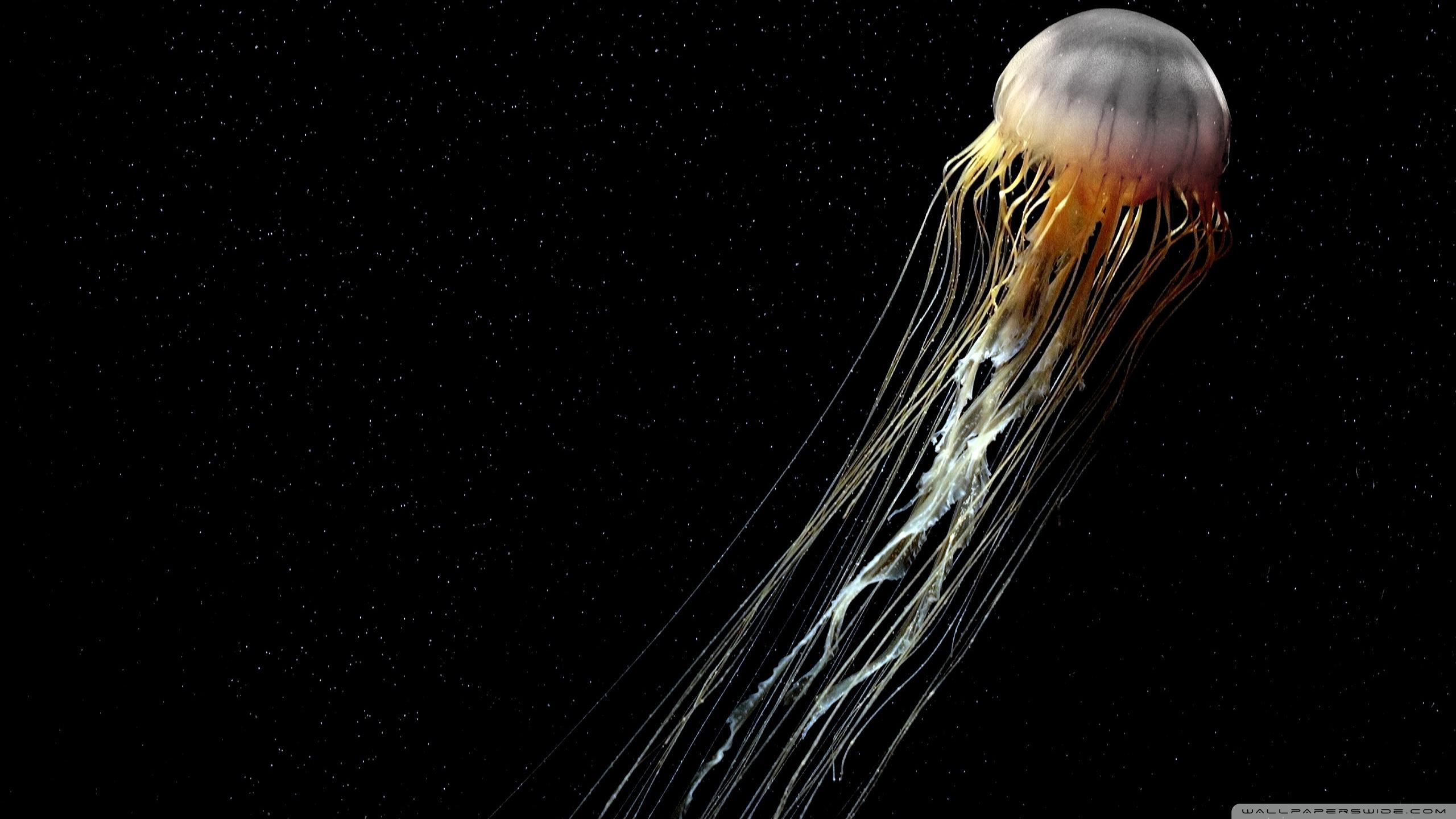 2560x1440 HD desktop wallpaper: Jellyfish, Fishes, Animal download free picture