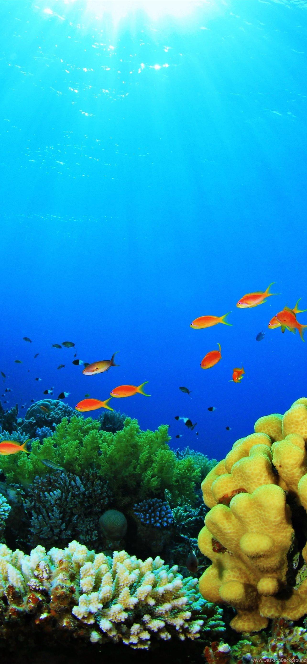 1284x2778 Best Aquarium iPhone HD Wallpaper