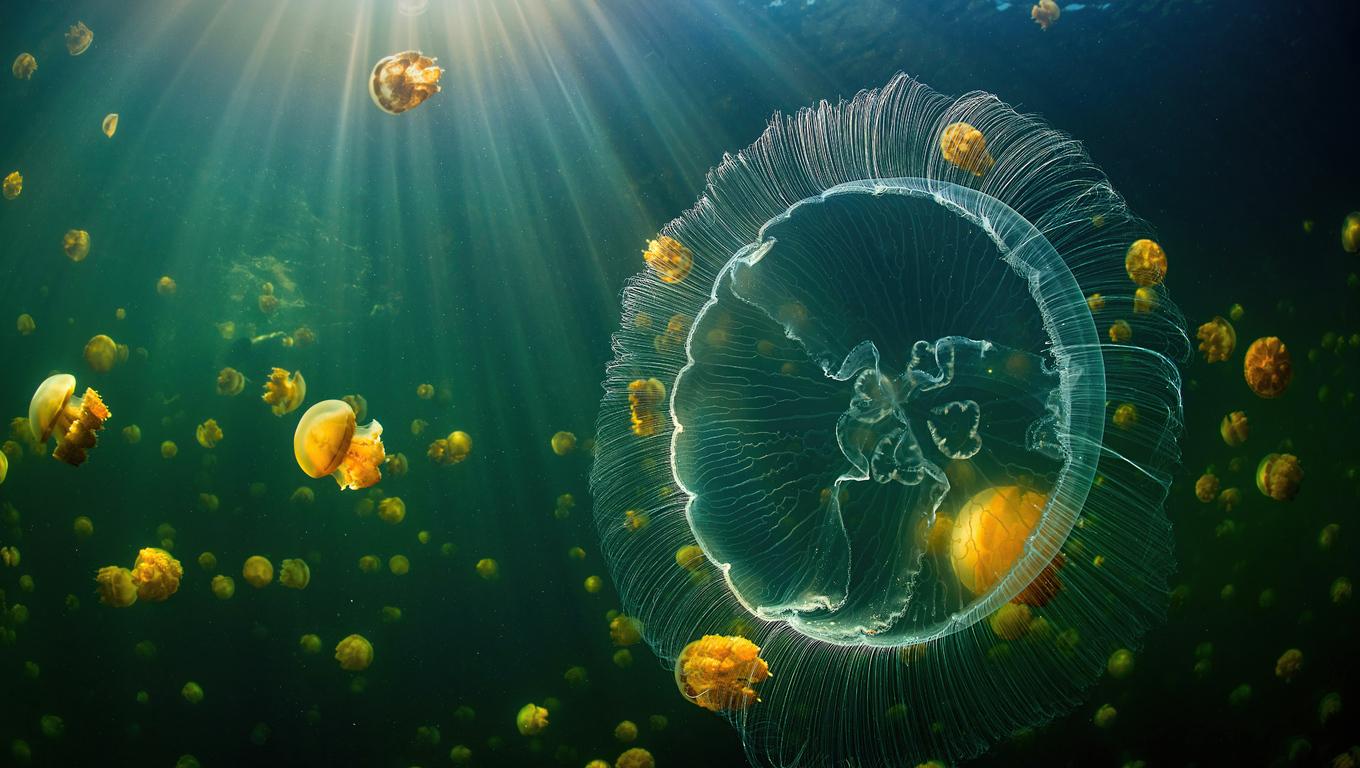 1360x768 Jellyfish Sea Life 5k Laptop HD HD 4k Wallpaper, Image, Background, Photo and Picture
