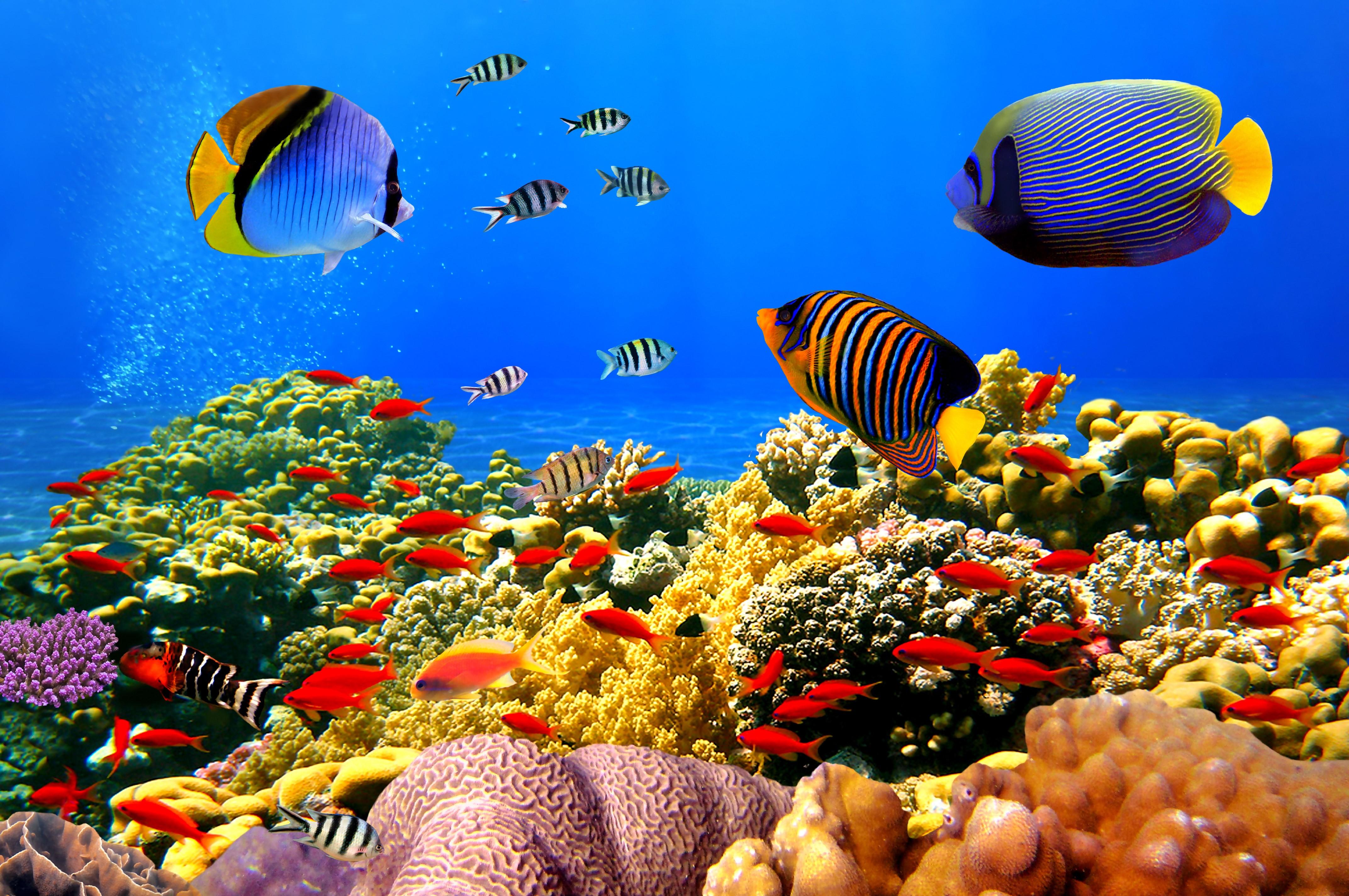 4K Aquarium Wallpapers - Top Free 4K Aquarium Backgrounds - WallpaperAccess