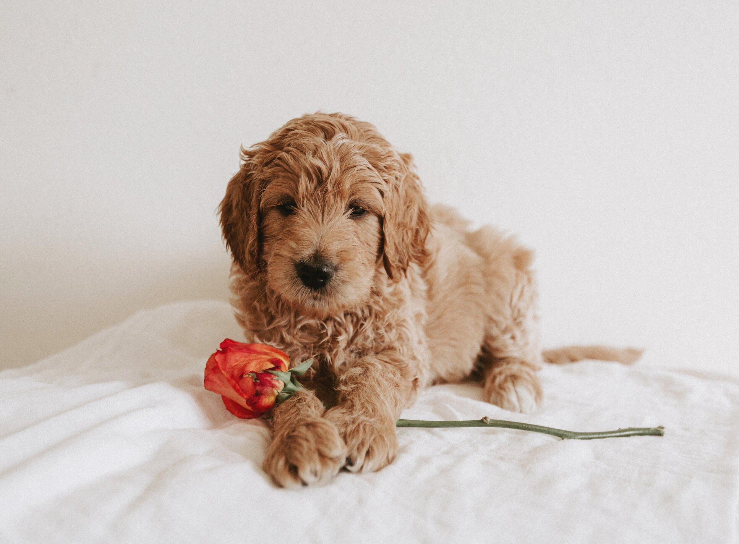 Mini Goldendoodle Wallpapers - Top Free Mini Goldendoodle Backgrounds