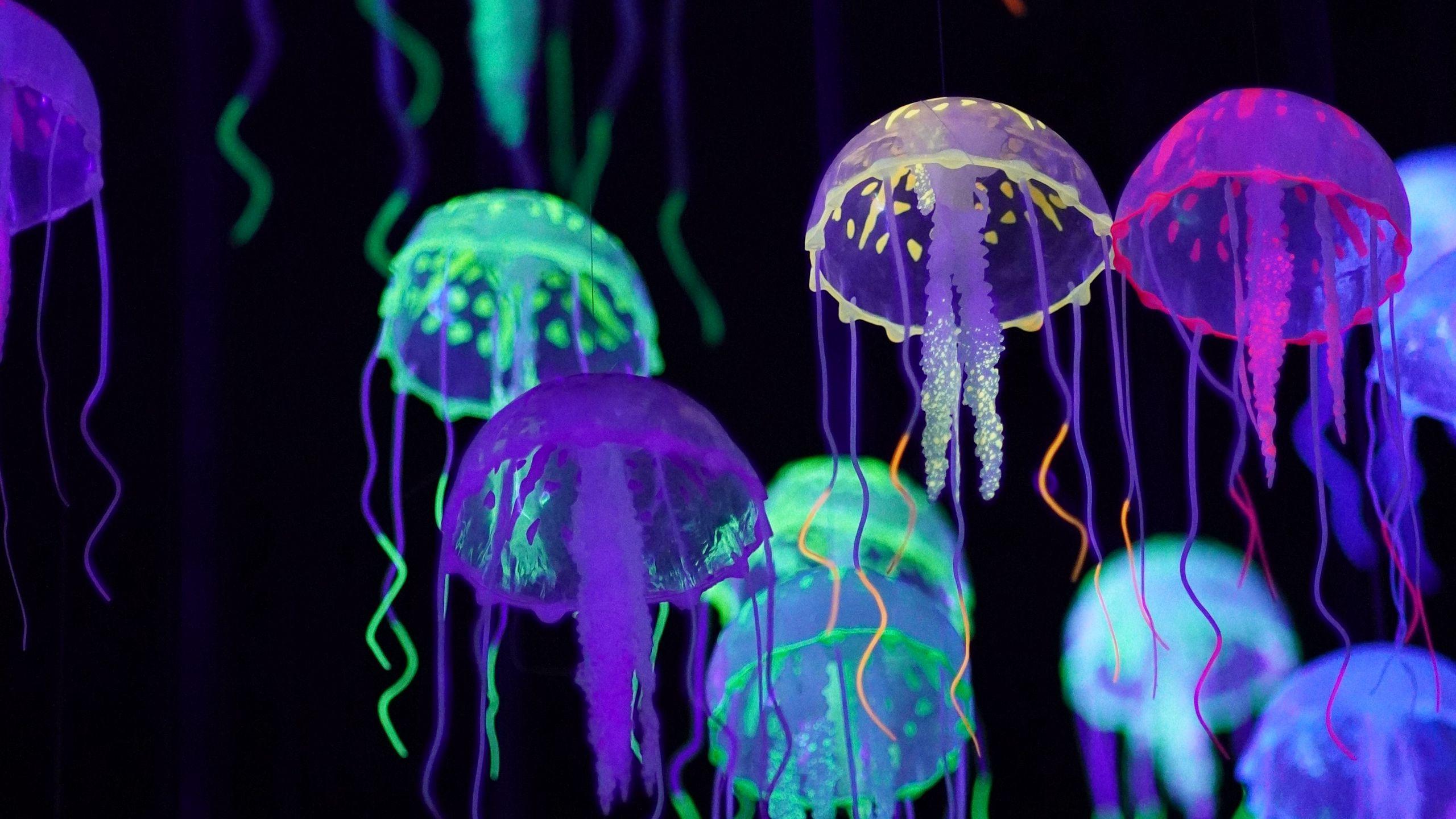 2560x1440 Download wallpaper 2560x1440 jellyfish, colorful, glow, luminescence widescreen 16:9 HD background