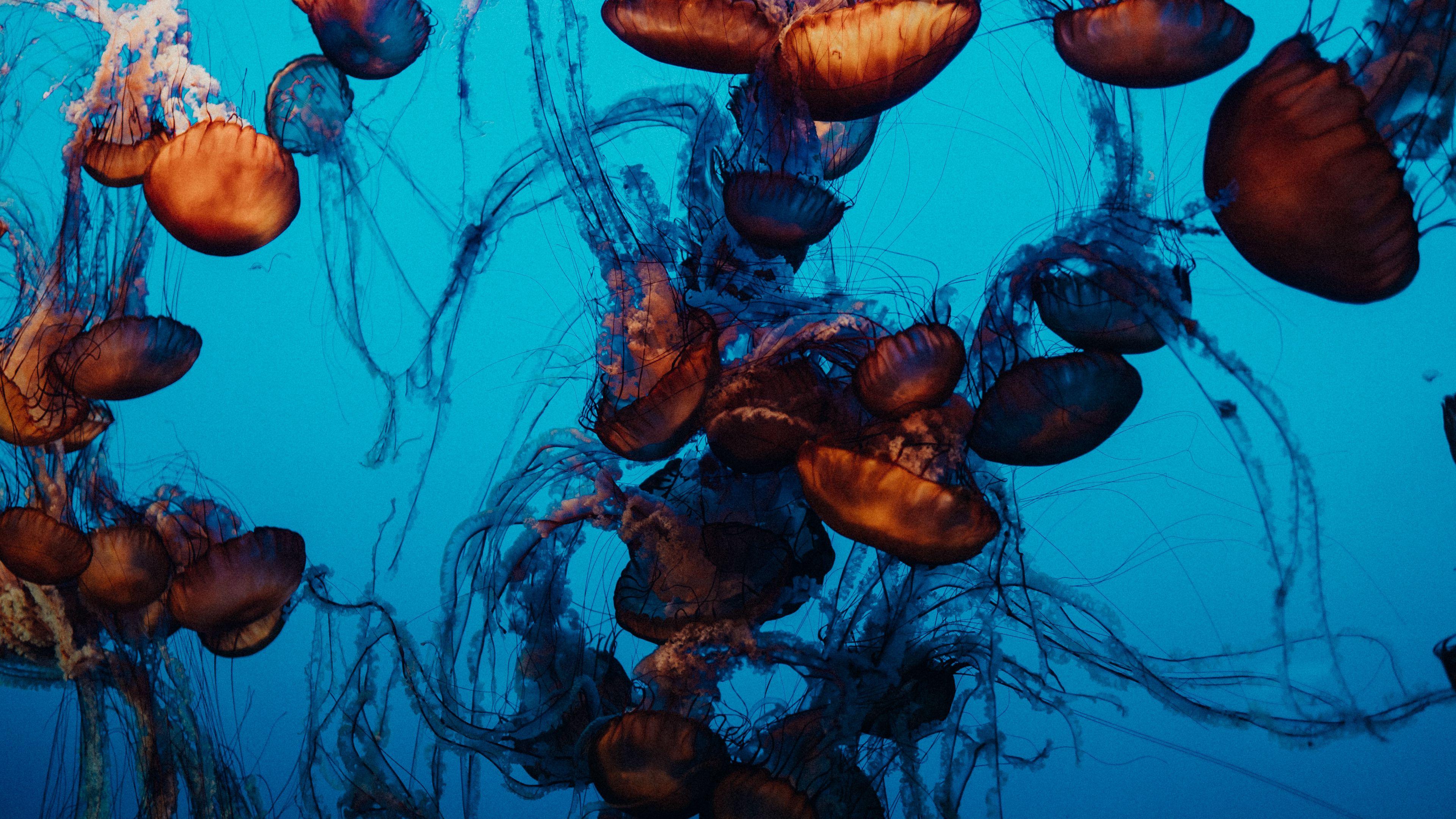 3840x2160 jellyfish 1080P, 2k, 4k Full HD Wallpaper, Background Free Download