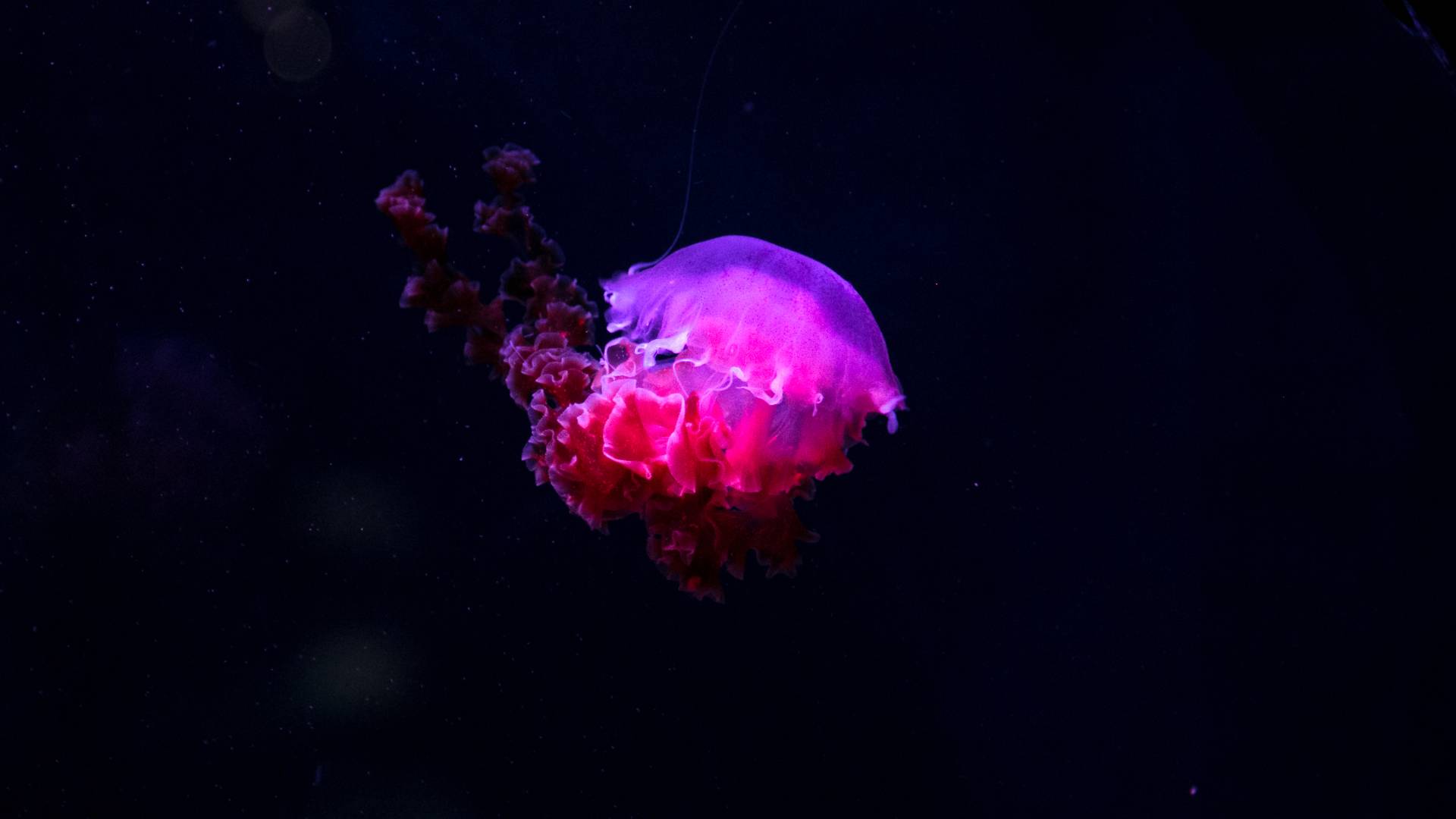 1920x1080 jellyfish, glow, phosphorus 1080P Laptop Full HD Wallpaper, HD Nature 4K Wallpaper, Image, Photo and Background