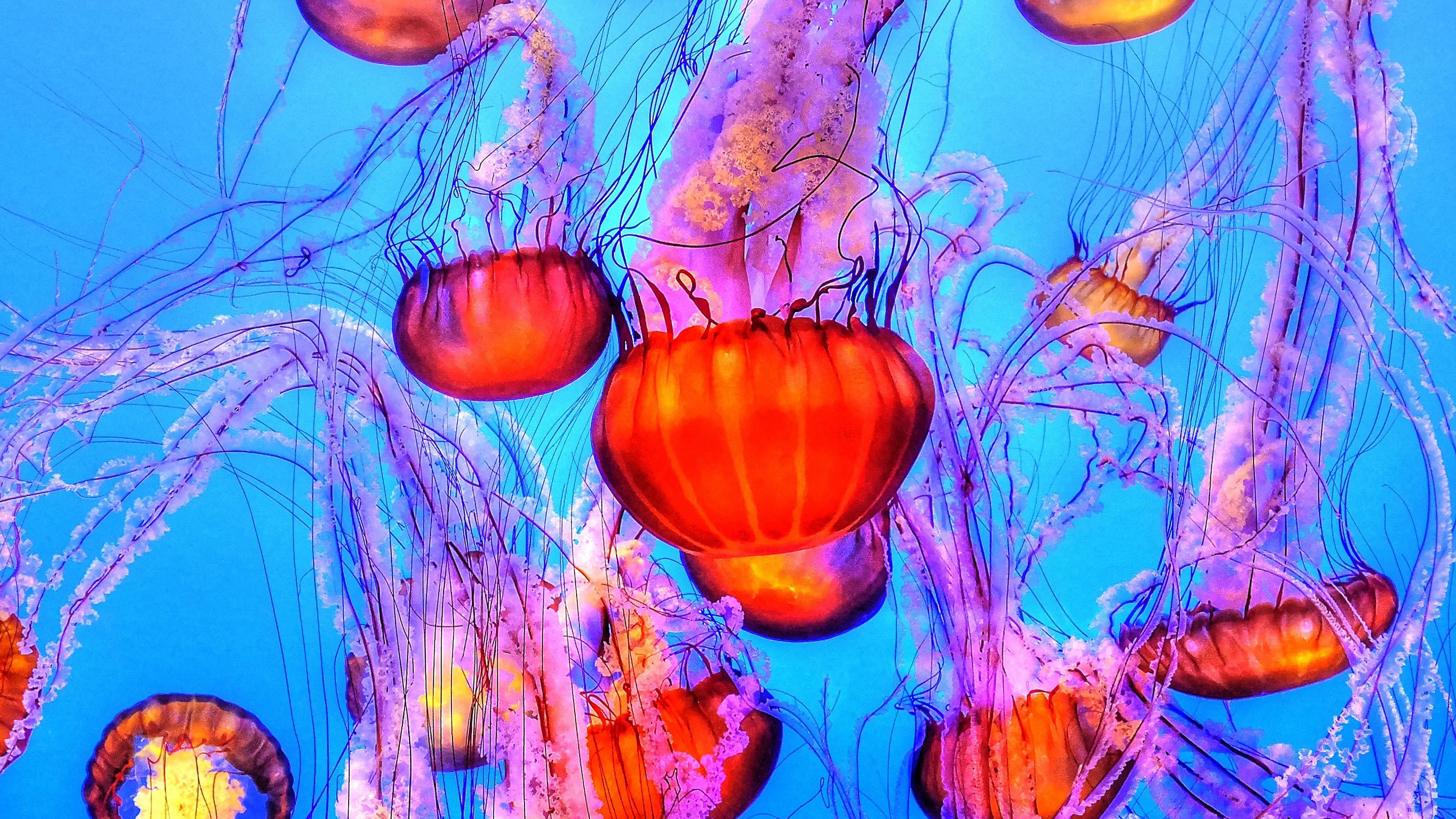 3840x2160 wallpaper for desktop, laptop. jellyfish water ocean red blue