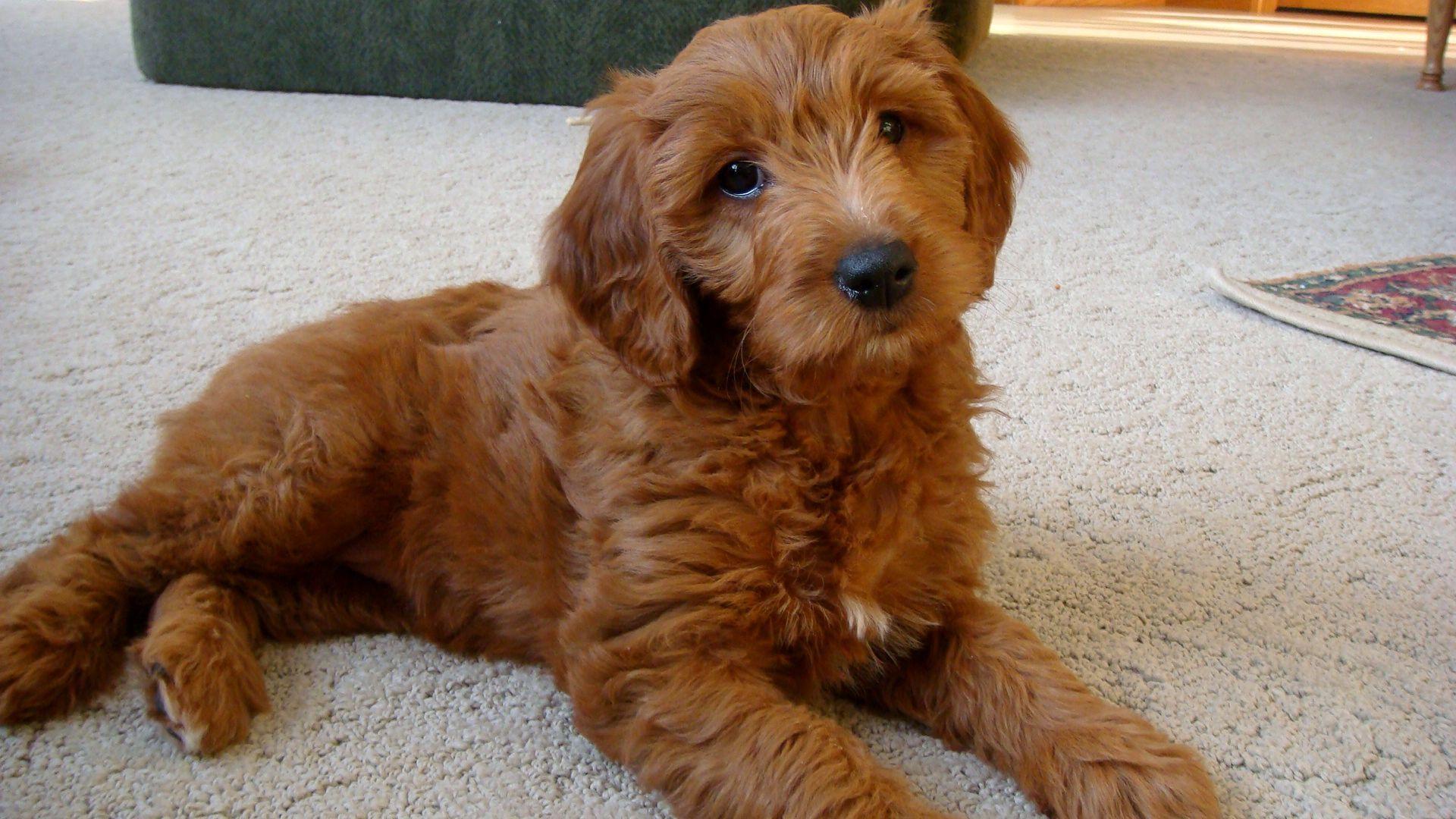 1920x1080 Goldendoodle. Golden doodle dog, Doodle dog breeds, Labradoodle puppy