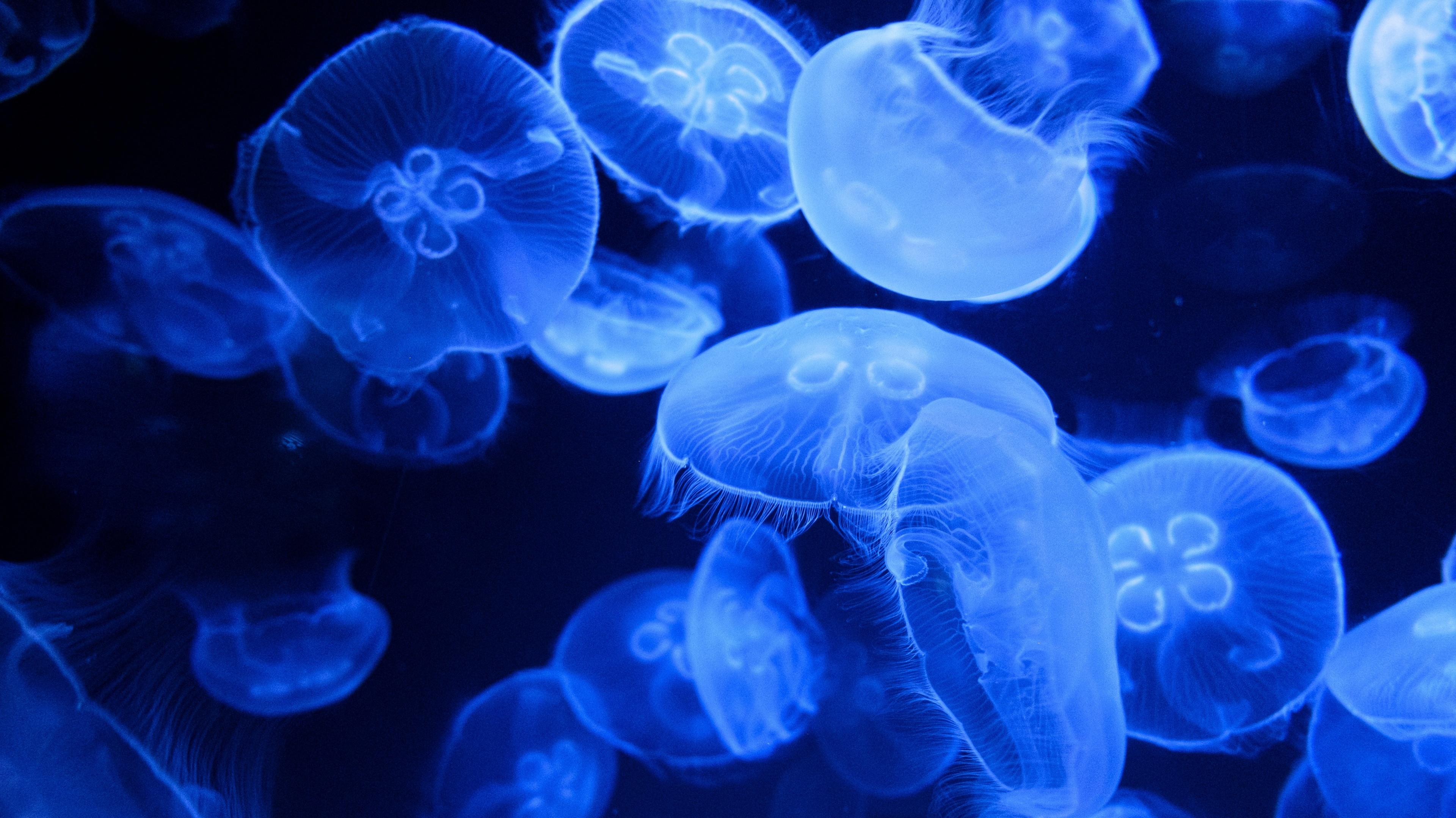 3840x2160 Blue Jellyfish Wallpaper 4K, Aquarium, Underwater, Animals