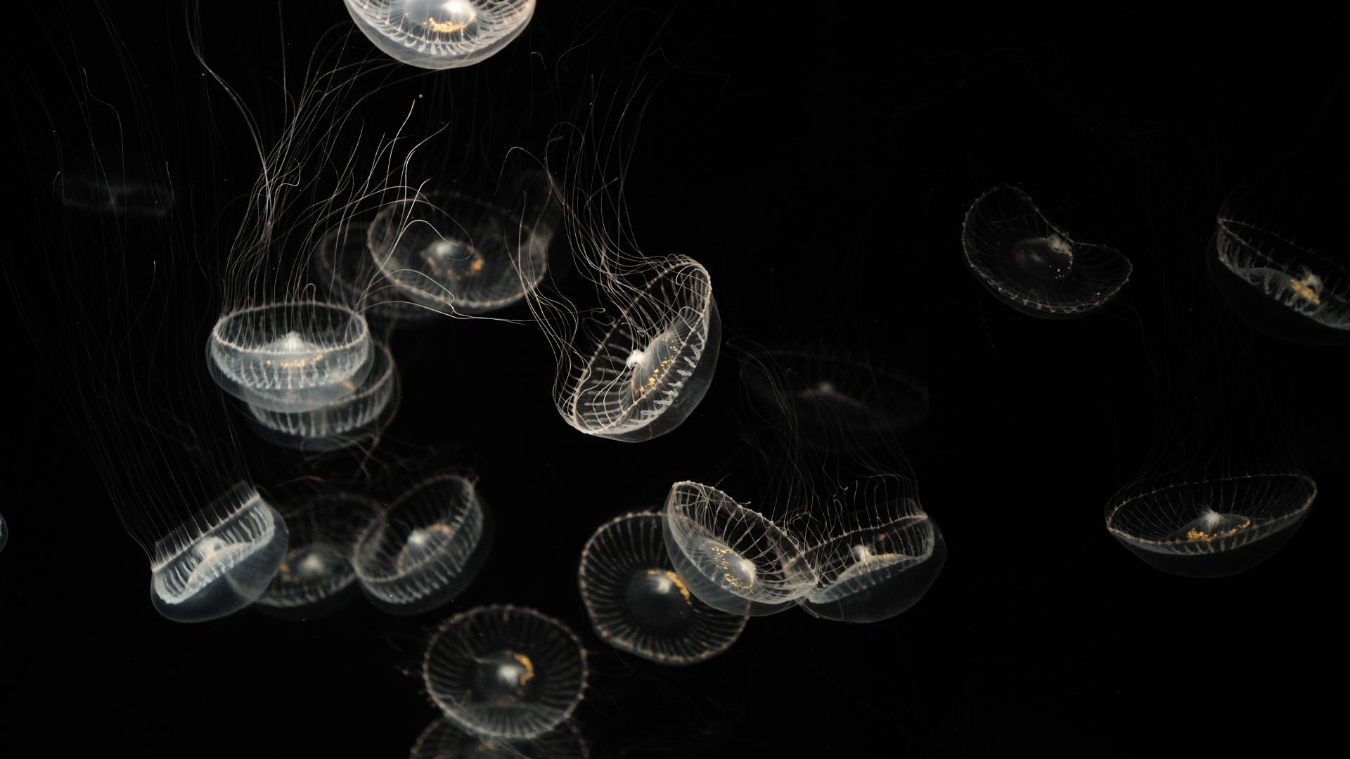 1920x1080 Jellyfish 4k Minimal 1080P Laptop Full HD Wallpaper, HD Minimalist 4K Wallpaper, Image, Photo and Background