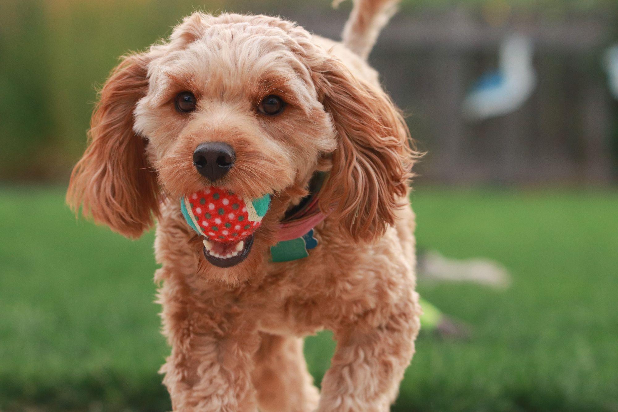 2000x1333 Is a Goldendoodle the Right Dog for You?