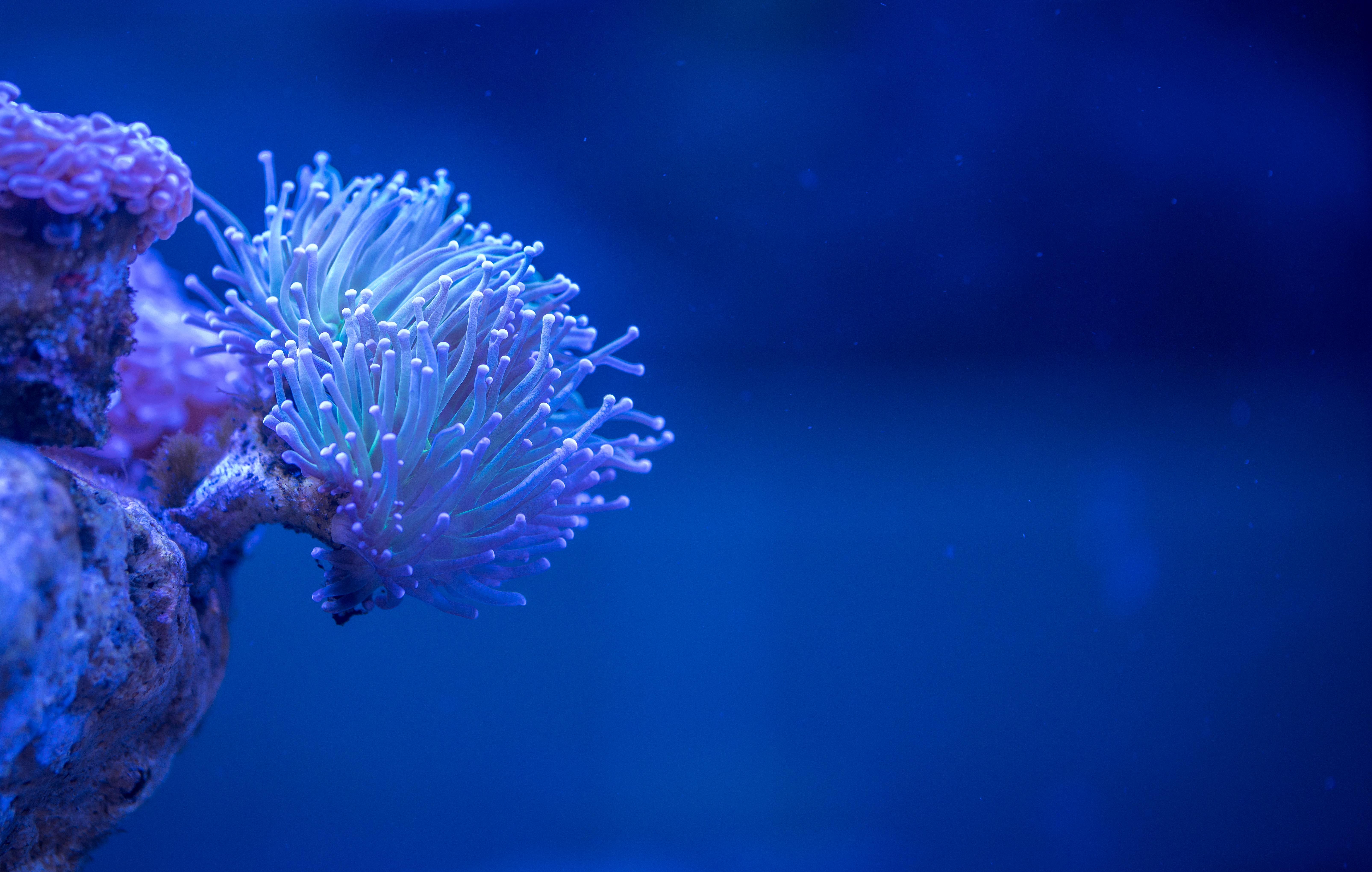 4K Aquarium Wallpapers - Top Free 4K Aquarium Backgrounds - WallpaperAccess