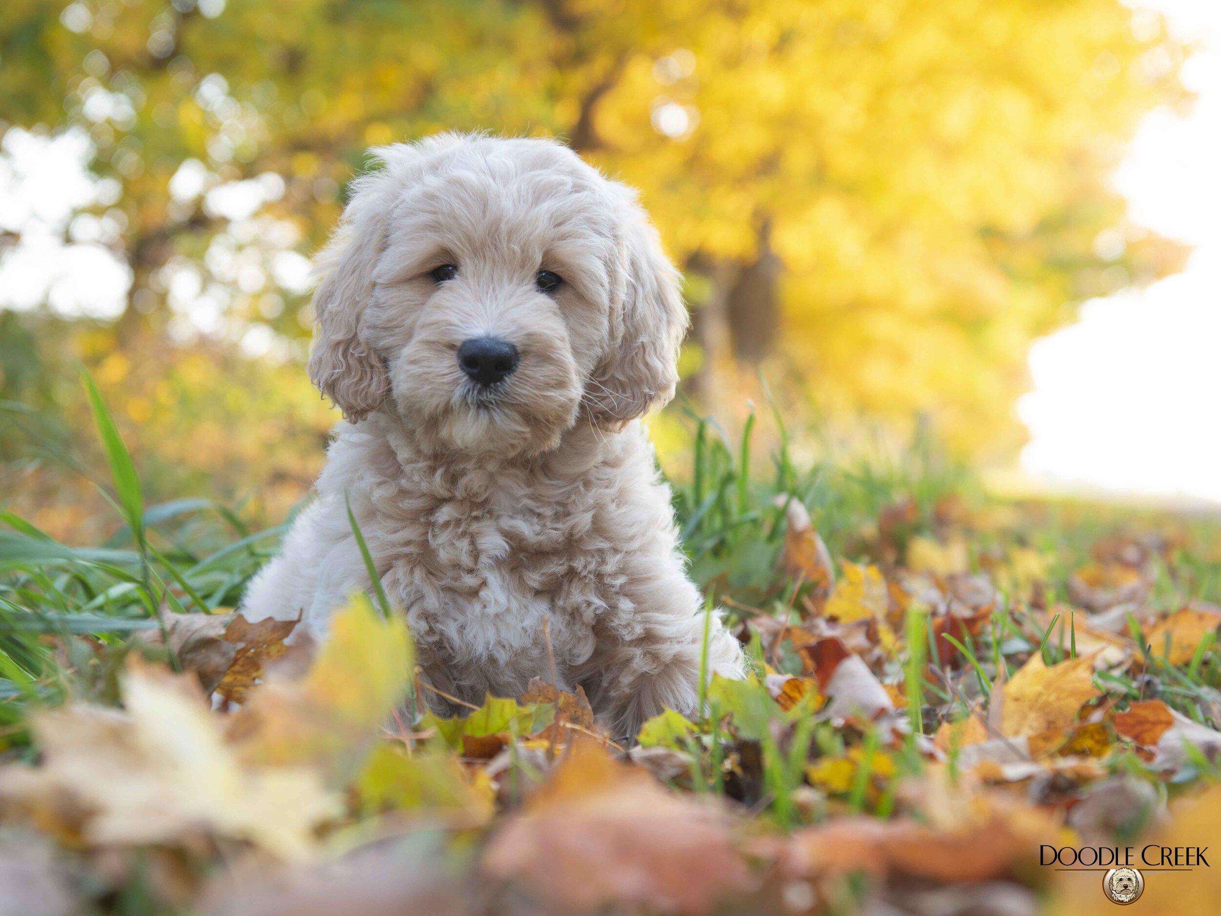 mini-goldendoodle-wallpapers-top-free-mini-goldendoodle-backgrounds-wallpaperaccess