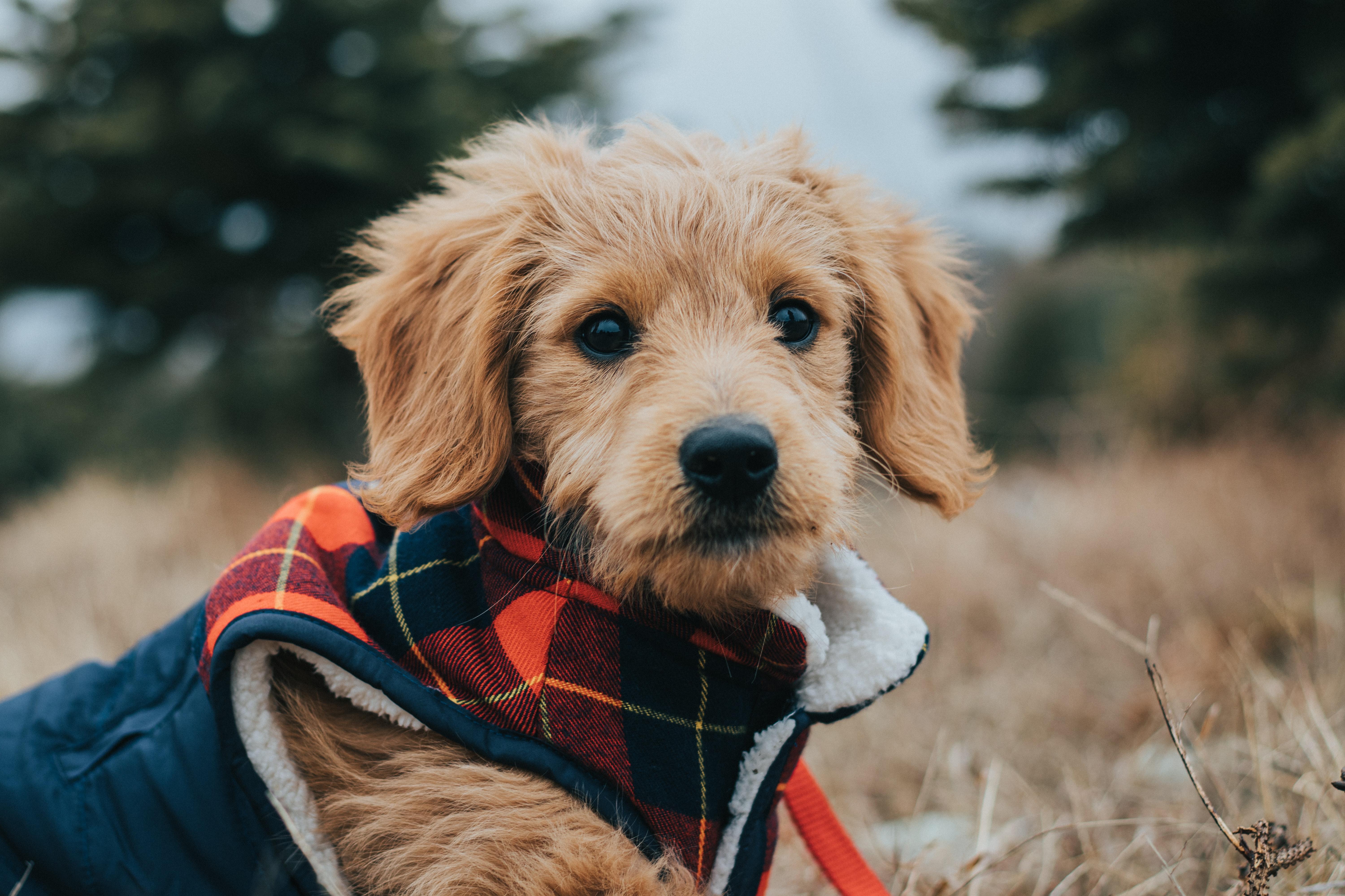 6000x4000 Goldendoodle Photo, Download The BEST Free Goldendoodle & HD Image