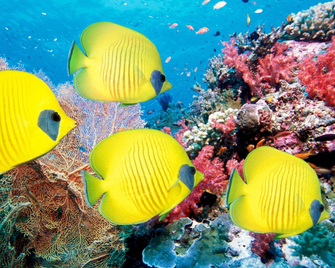 4K Aquarium Wallpapers - Top Free 4K Aquarium Backgrounds - WallpaperAccess