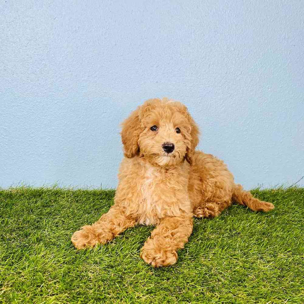 mini-goldendoodle-wallpapers-top-free-mini-goldendoodle-backgrounds