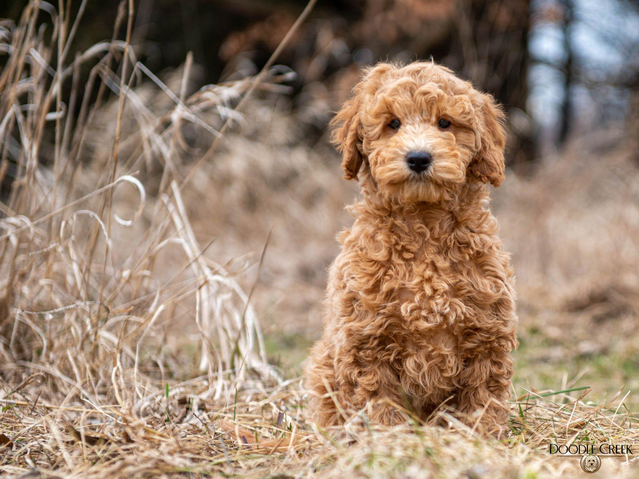 2048x1536 Trained English Goldendoodle Puppies Available