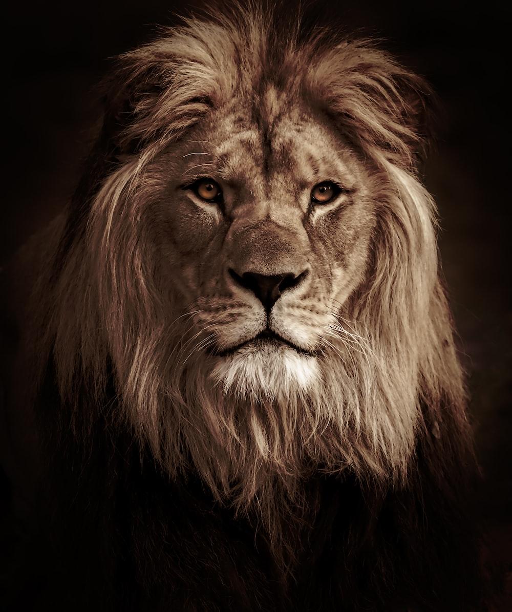 1000x1195 Lion Wallpaper: Free HD Download [HQ]