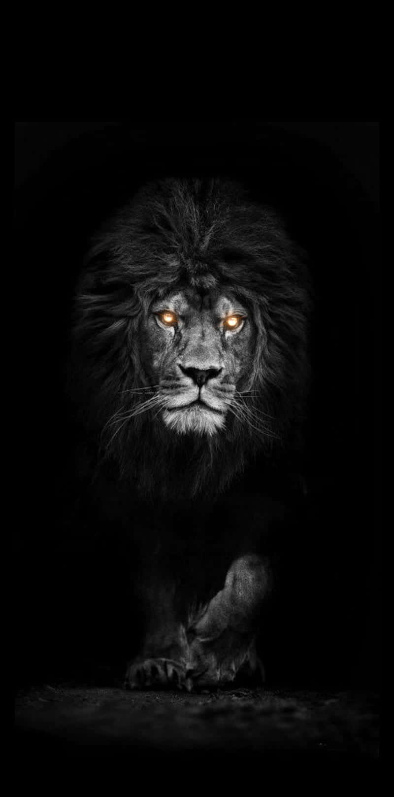800x1617 Download Black And White Lion Wallpaper