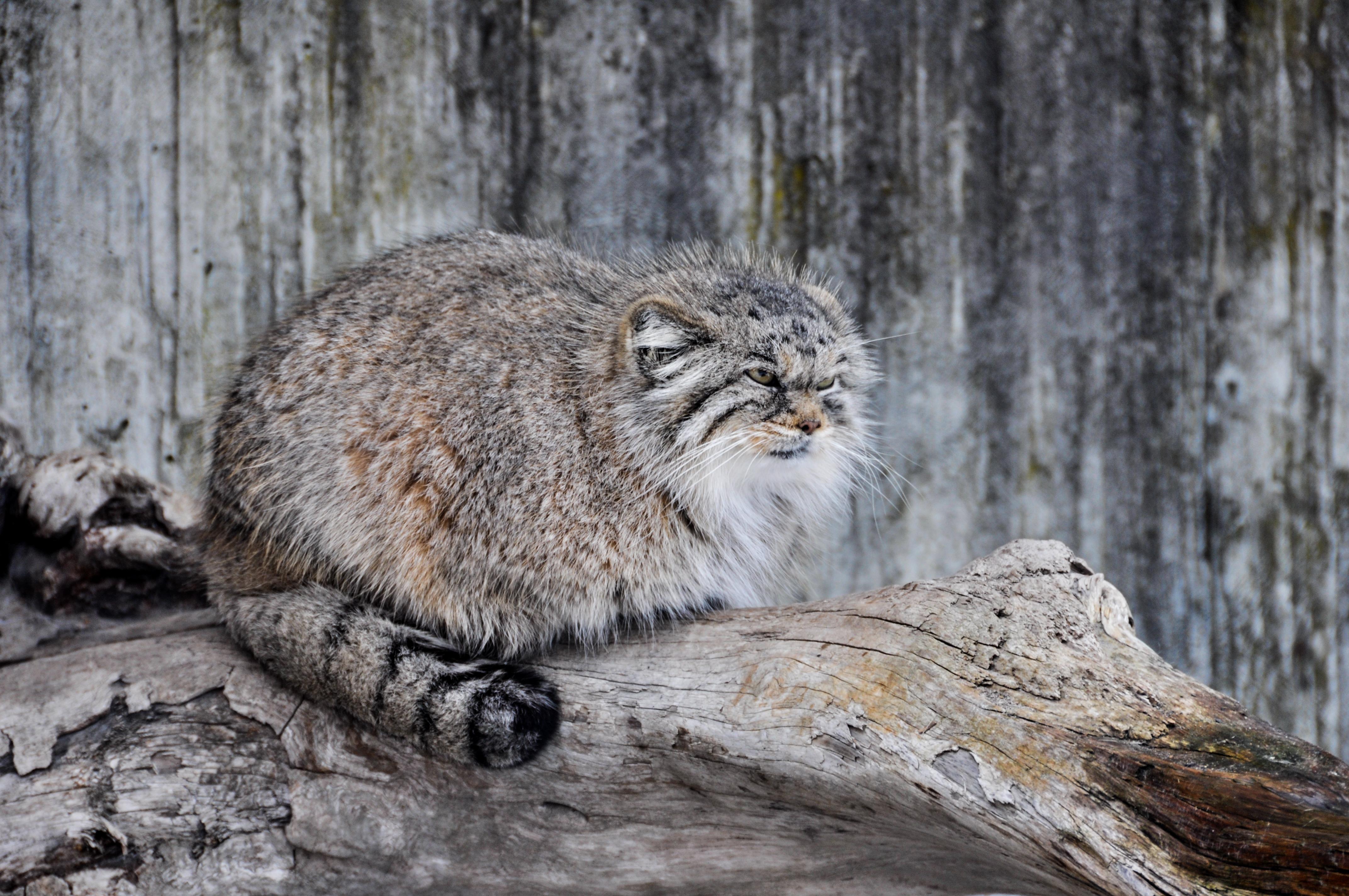 Pallas Cat Wallpapers - Top Free Pallas Cat Backgrounds - WallpaperAccess