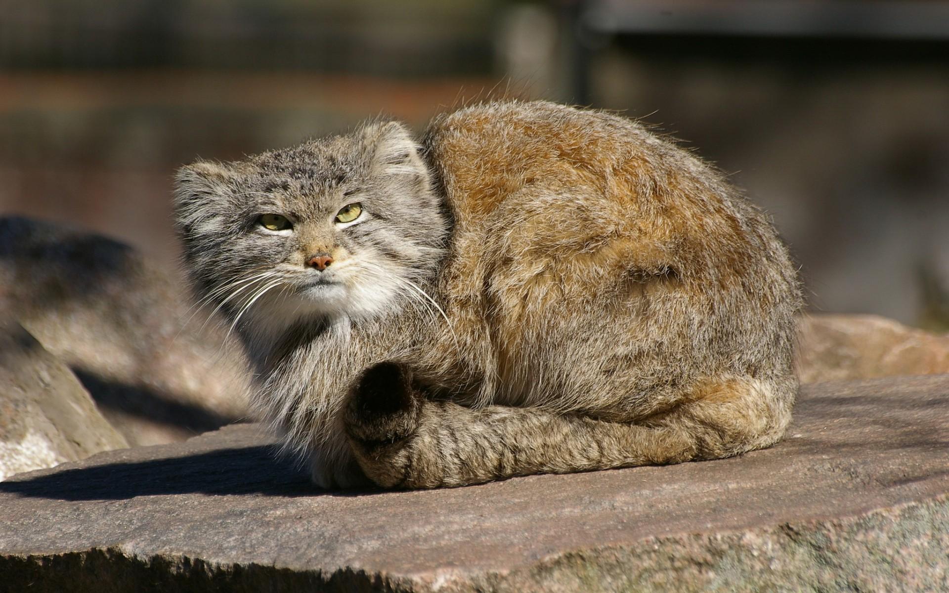 1920x1200 Stunning HD Wallpaper of a Pallas's Catx1200