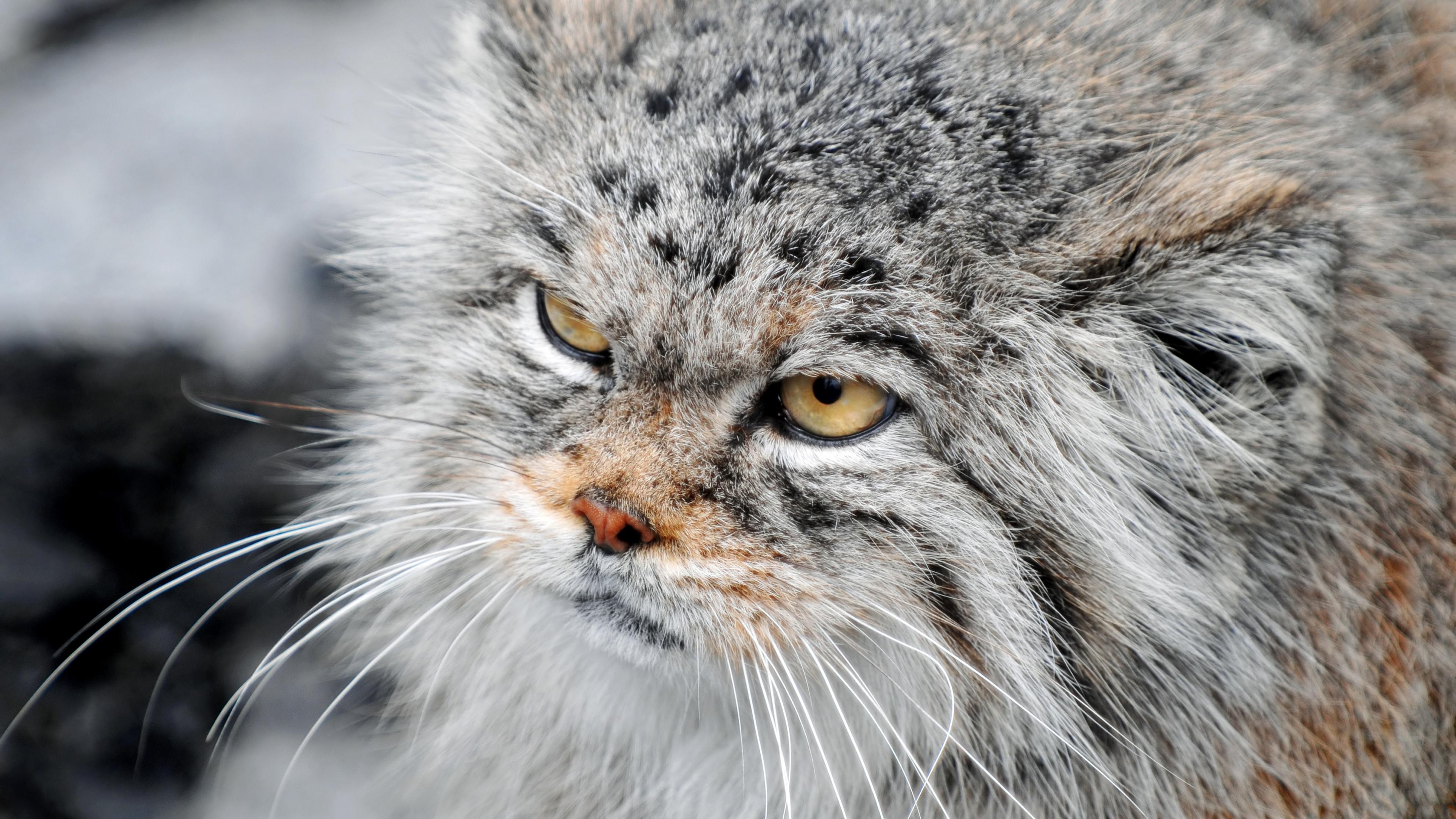 Pallas Cat Wallpapers - Top Free Pallas Cat Backgrounds - WallpaperAccess