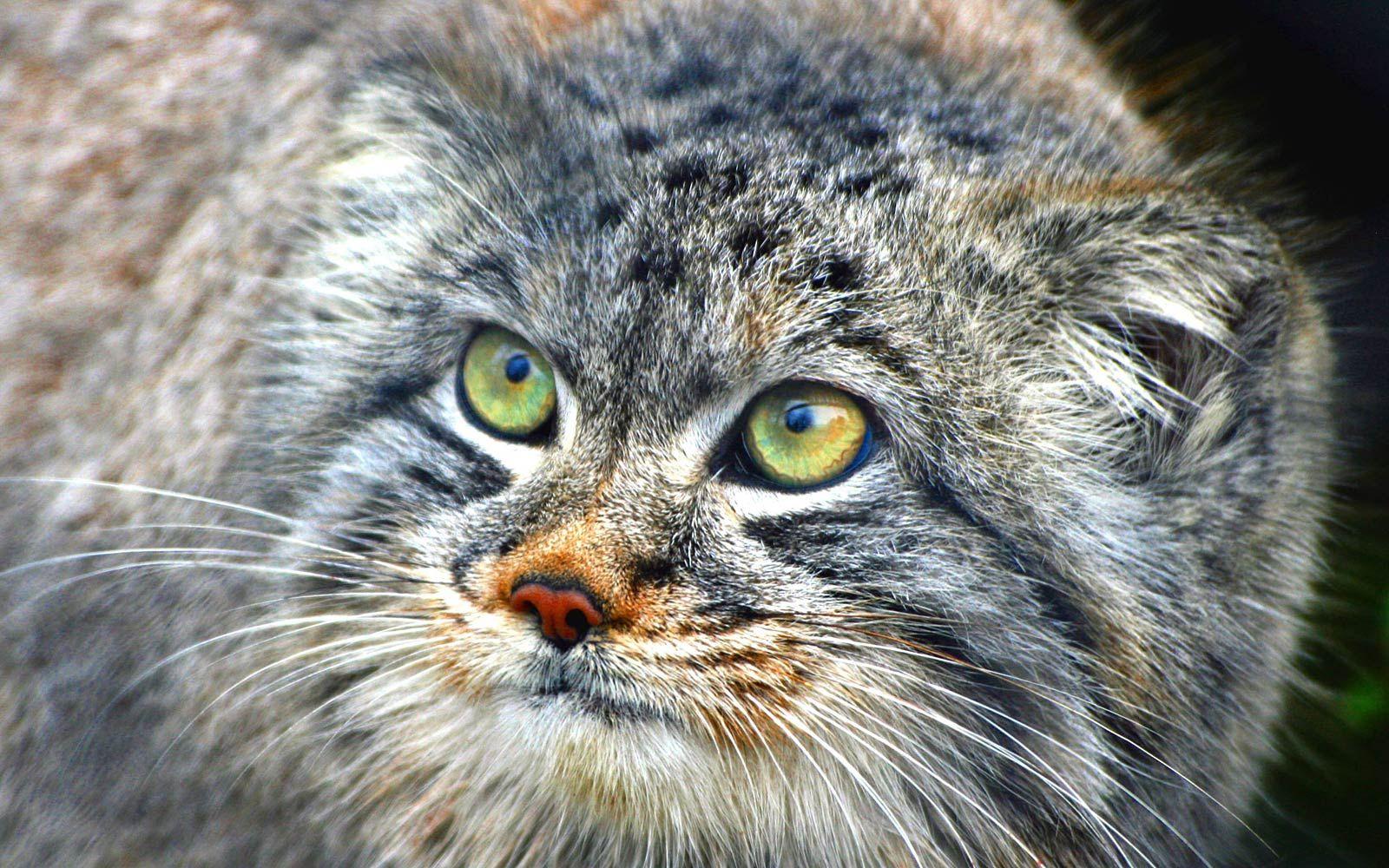 1600x1000 Animales