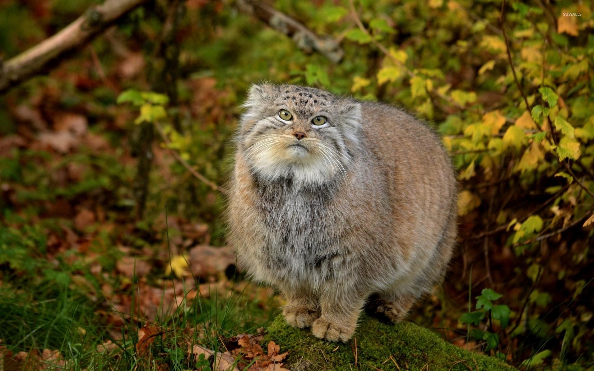Pallas Cat Wallpapers - Top Free Pallas Cat Backgrounds - WallpaperAccess