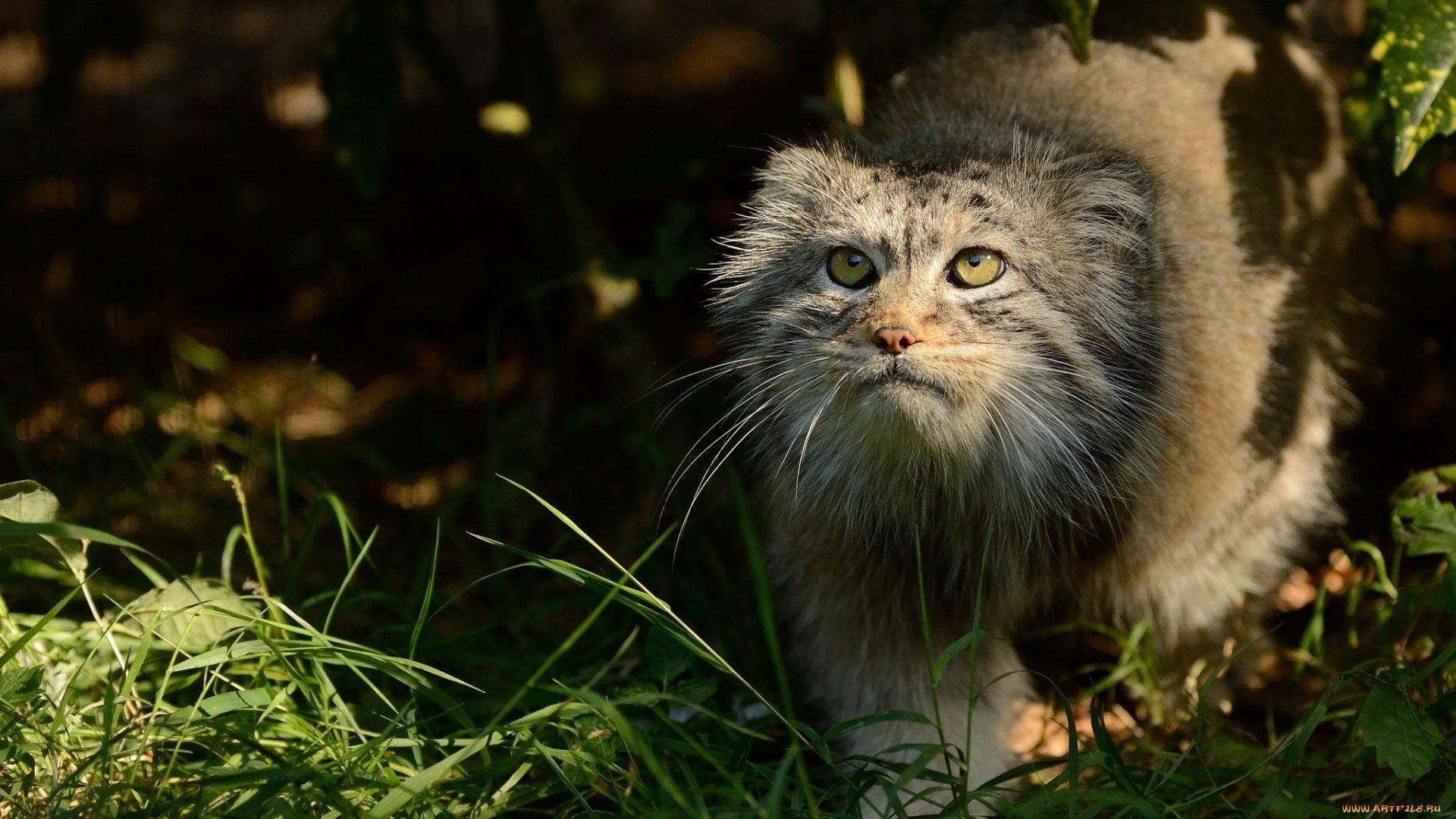 1920x1080 Pallas's Cat HD Wallpaper