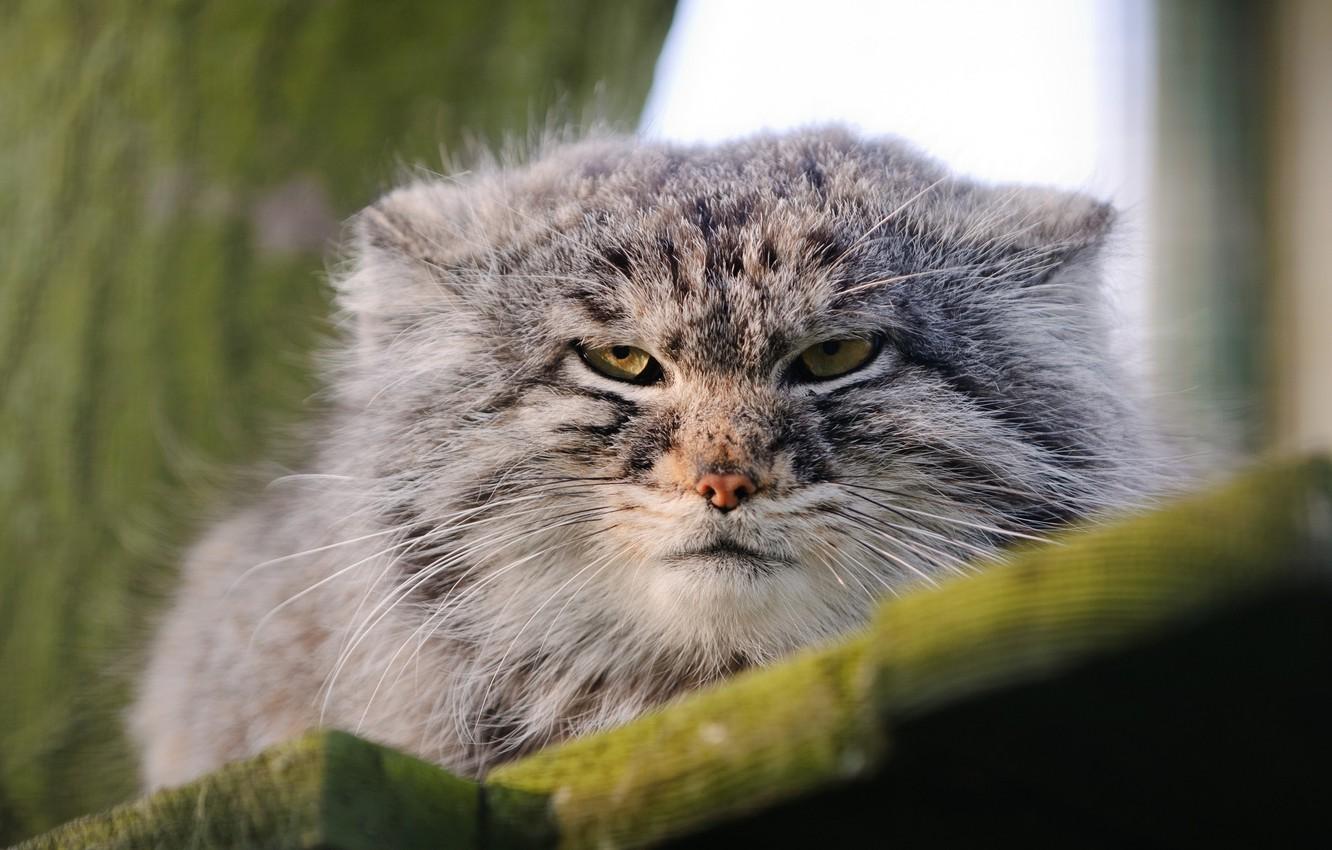 1332x850 Wallpaper face, wild cat, manul, the Pallas cat image for desktop, section кошки
