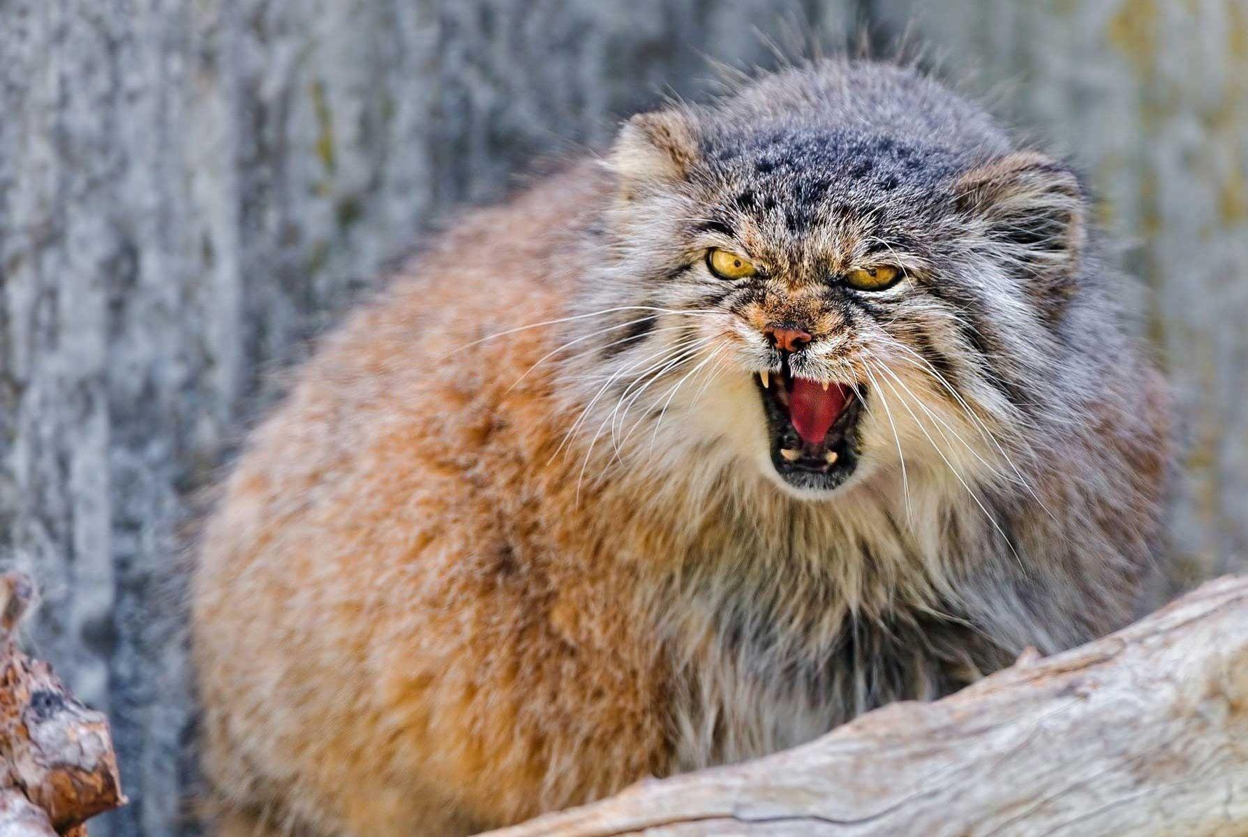 1788x1199 Pallas's Cat. Pallas's cat, Animals, Pets cats