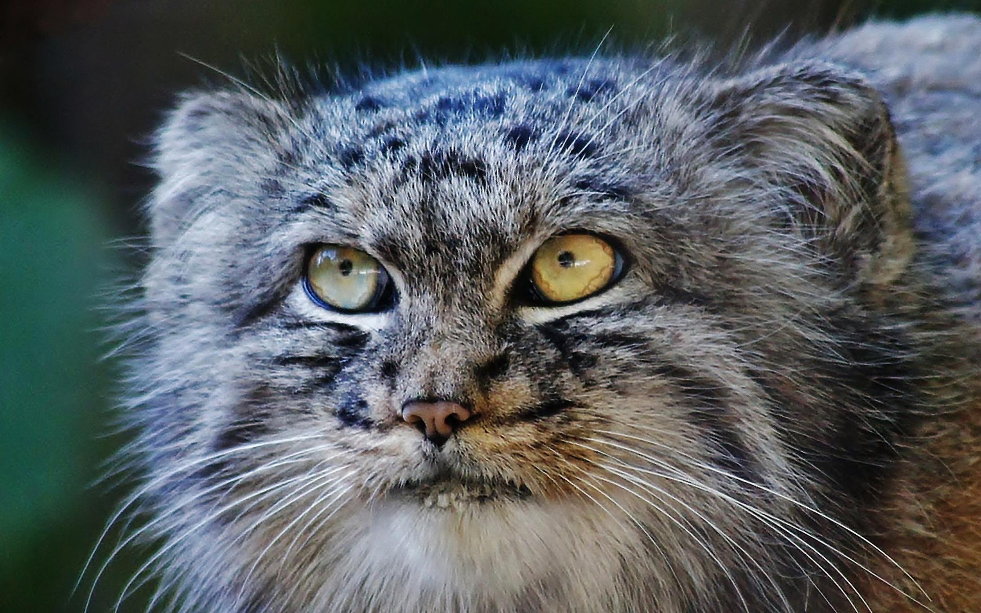 Pallas Cat Wallpapers - Top Free Pallas Cat Backgrounds - WallpaperAccess