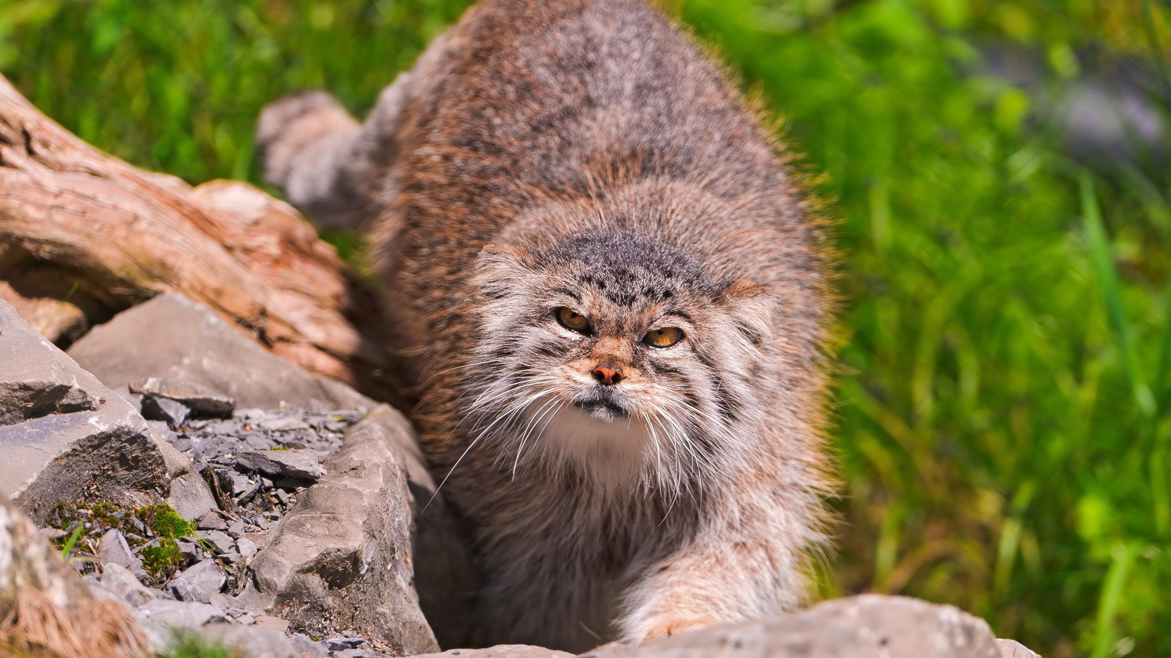 3840x2160 Wallpaper Pallas cat, wild cat, walk, green grass, stones, fluffy, sunny day, Animals