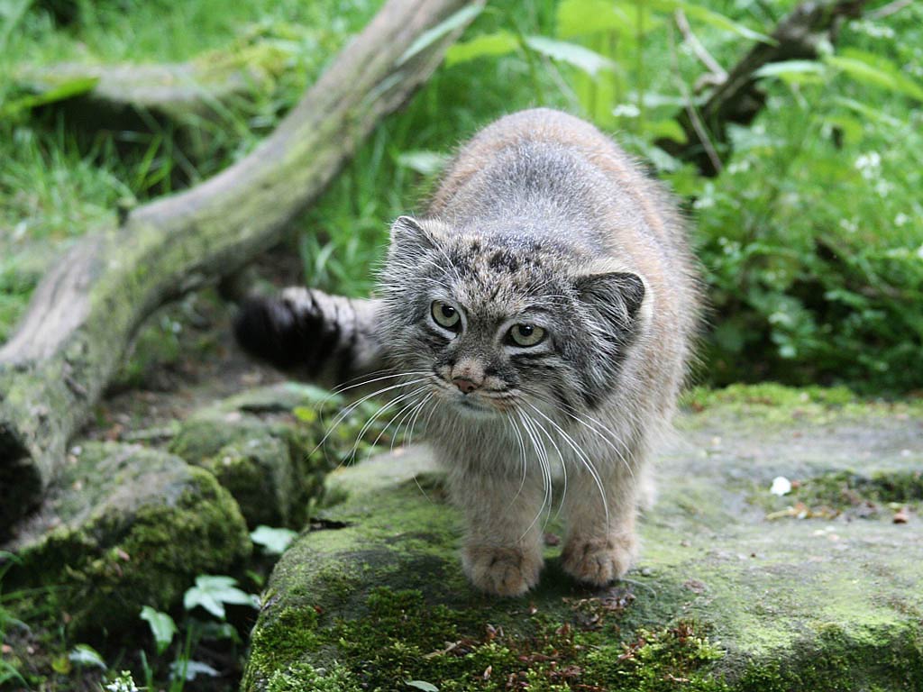 1024x768 Pallas Cat Wallpaper and Background