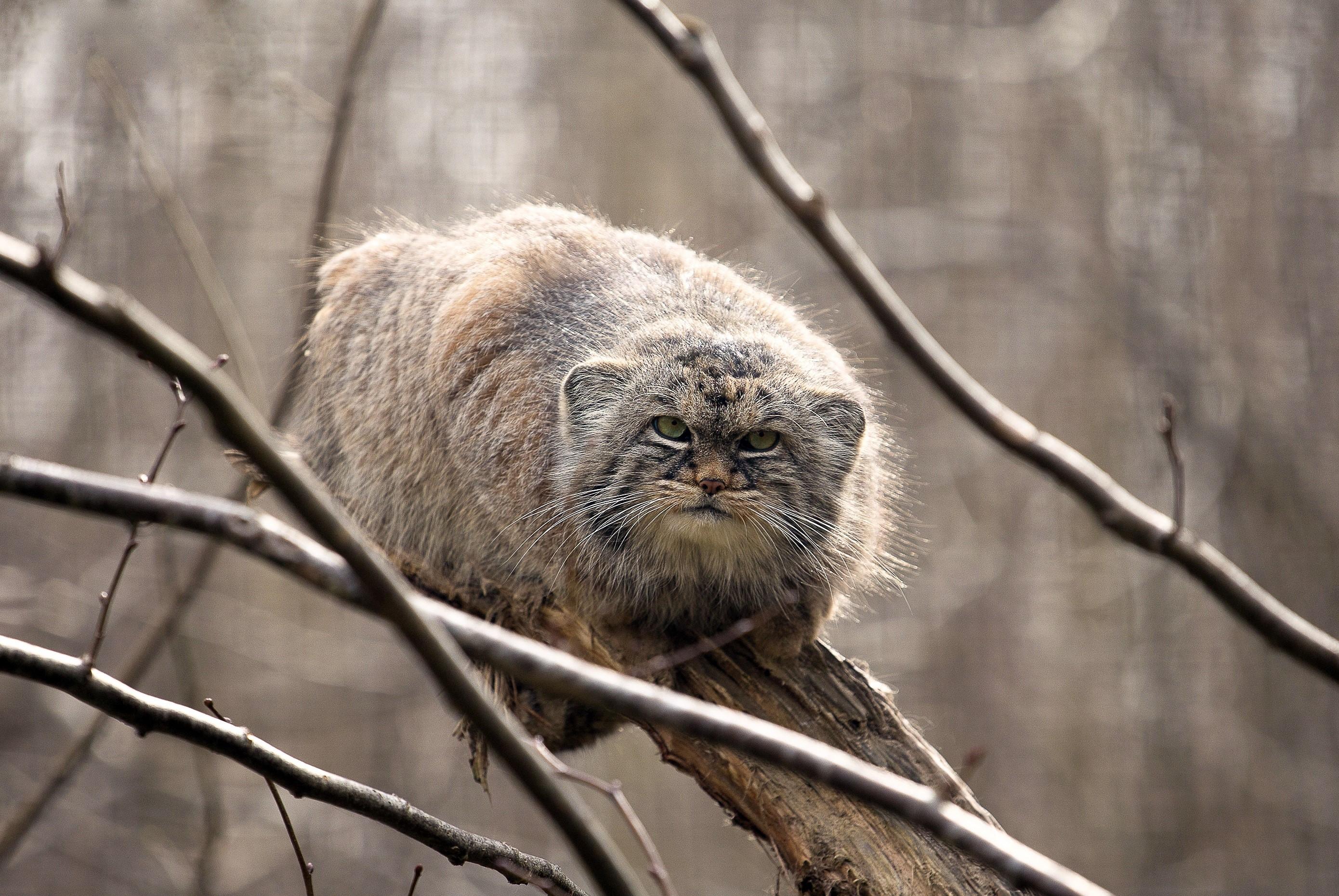 2780x1861 Pallas Cat, Branches Gallery HD Wallpaper