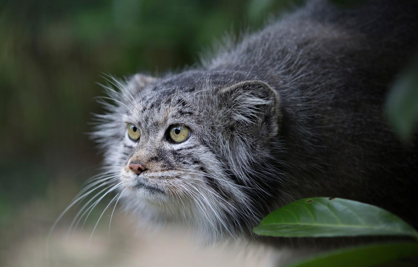 1332x850 Wallpaper look, manul, Pallas Cat image for desktop, section кошки