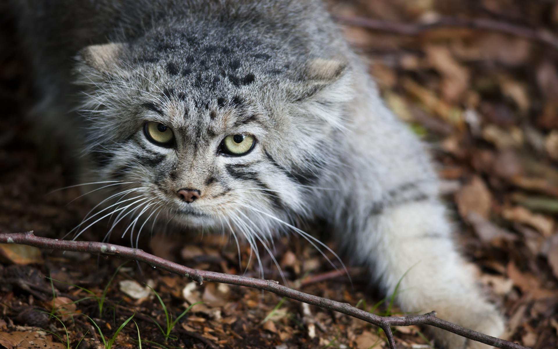 1920x1200 Pallas's Cat HD Wallpaper