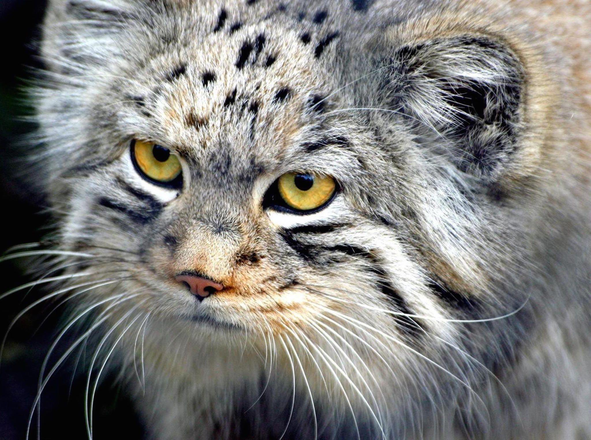 2048x1523 Manul Cat HD Wallpaper. Pallas's cat, Wild cats, Small wild cats