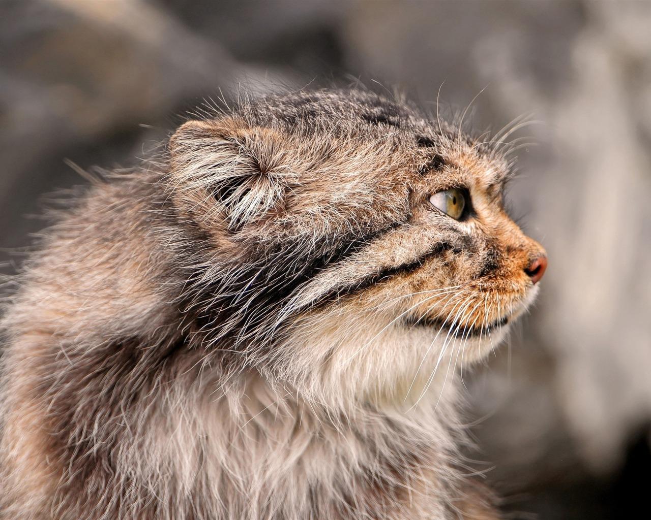 1280x1024 Pallas Pallas Cat Animal Photo HD Wallpaper