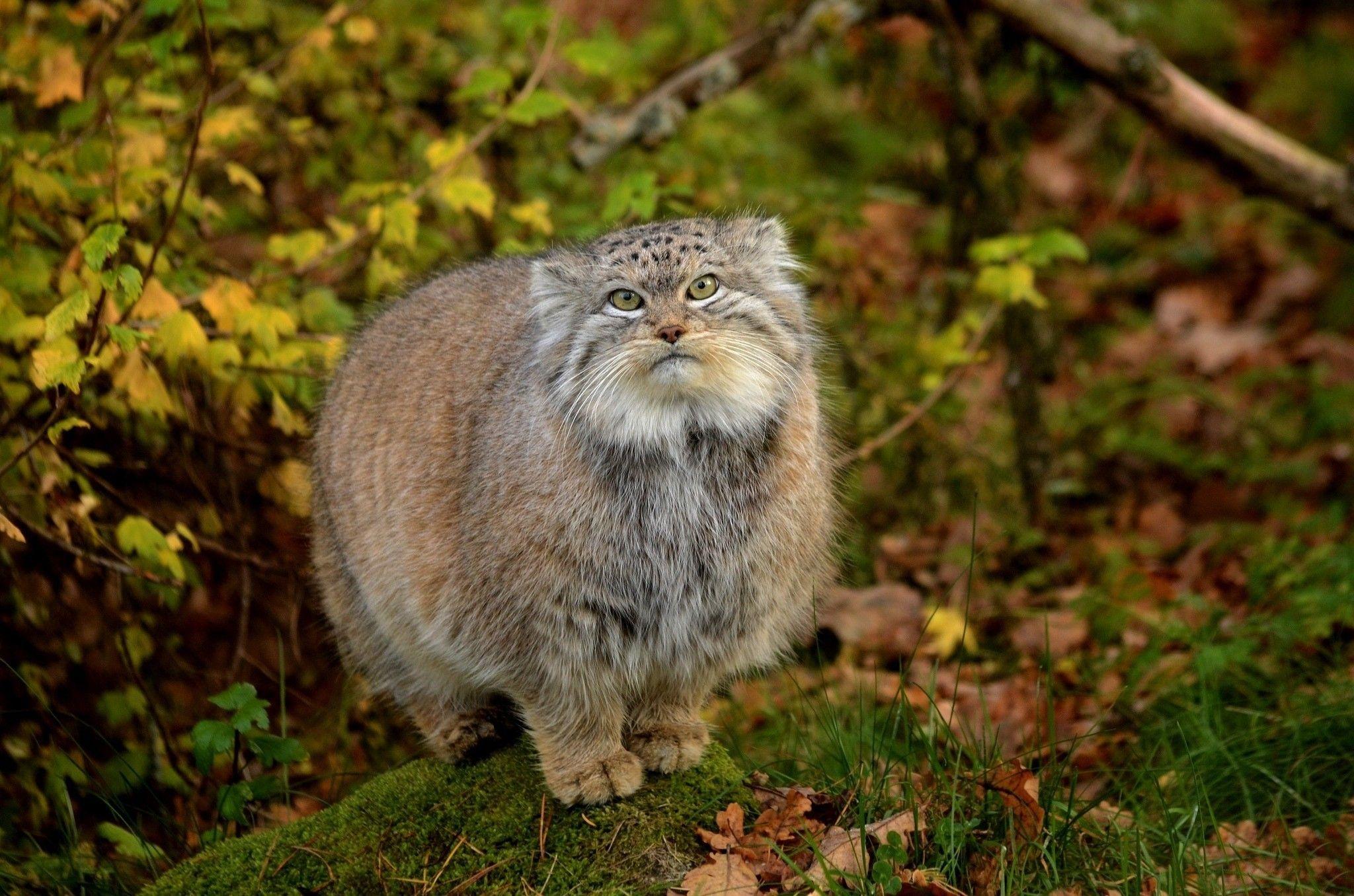 2048x1356 Manuli wallpaper. Pallas's cat, Wild cats, Cats