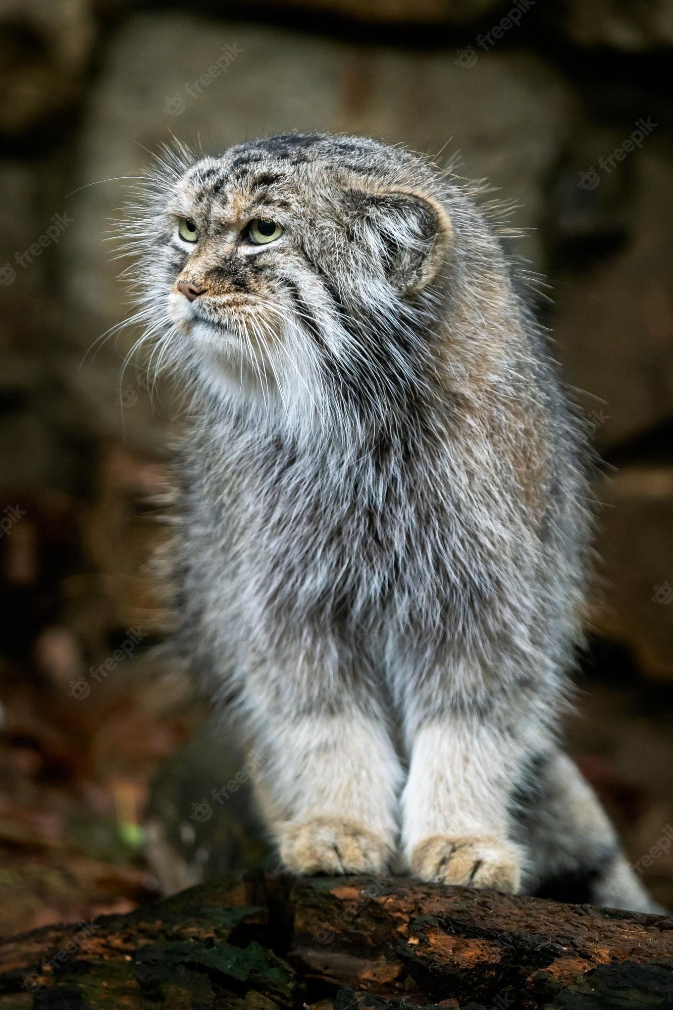 Pallas Cat Wallpapers - Top Free Pallas Cat Backgrounds - WallpaperAccess