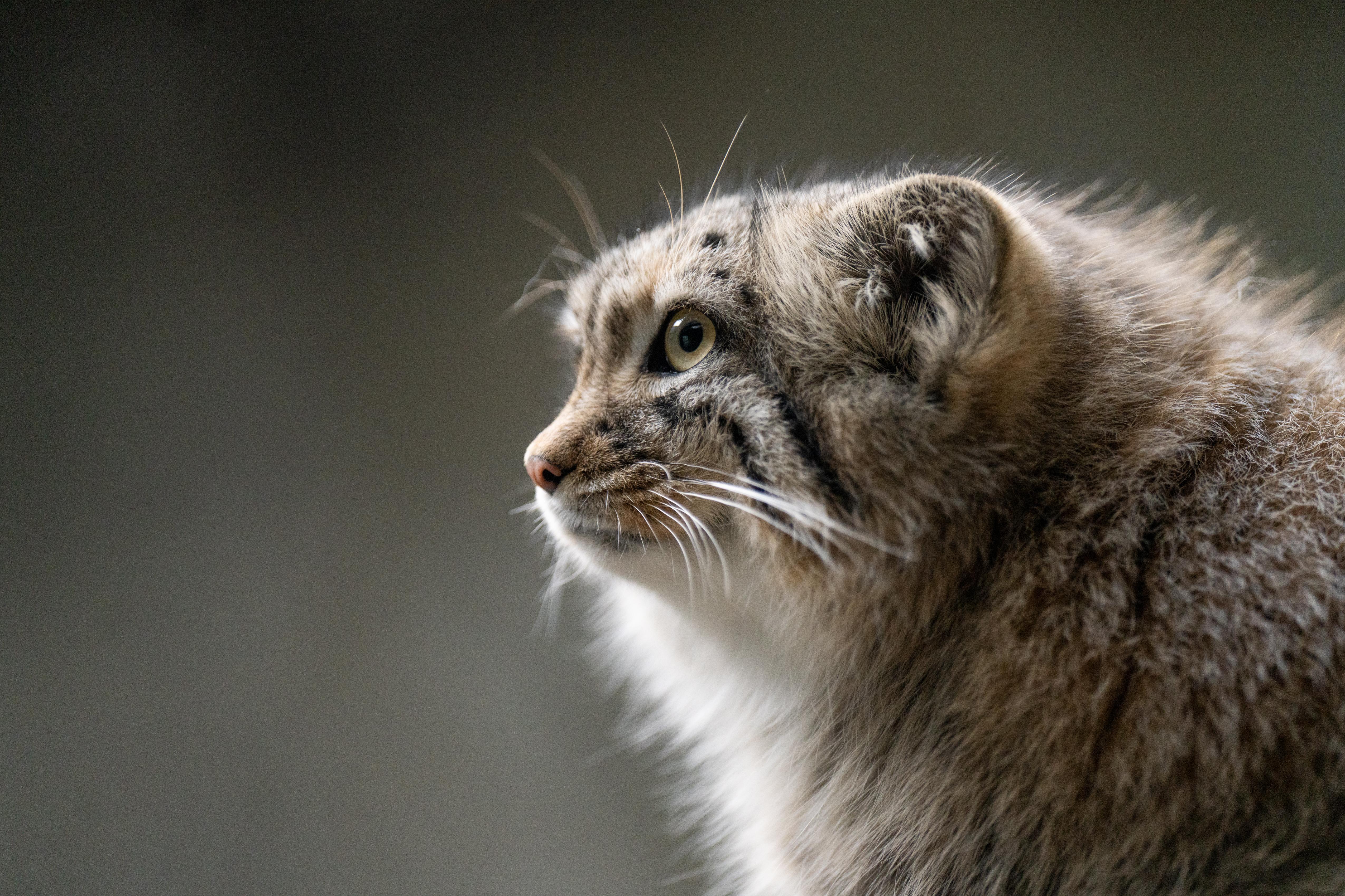 5100x3400 Pallas' Cat. Columbus Zoo and Aquarium