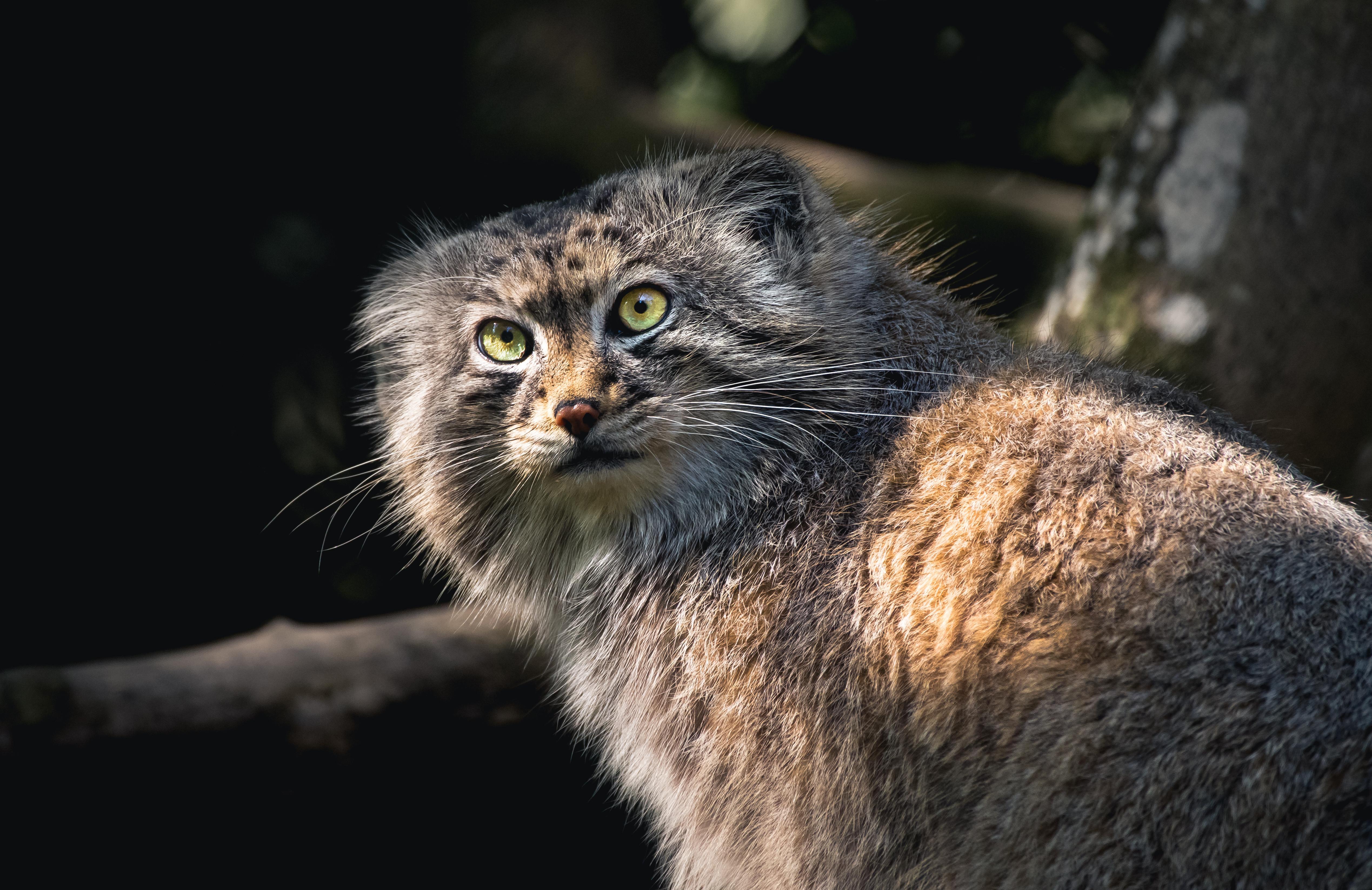 Pallas Cat Wallpapers - Top Free Pallas Cat Backgrounds - WallpaperAccess
