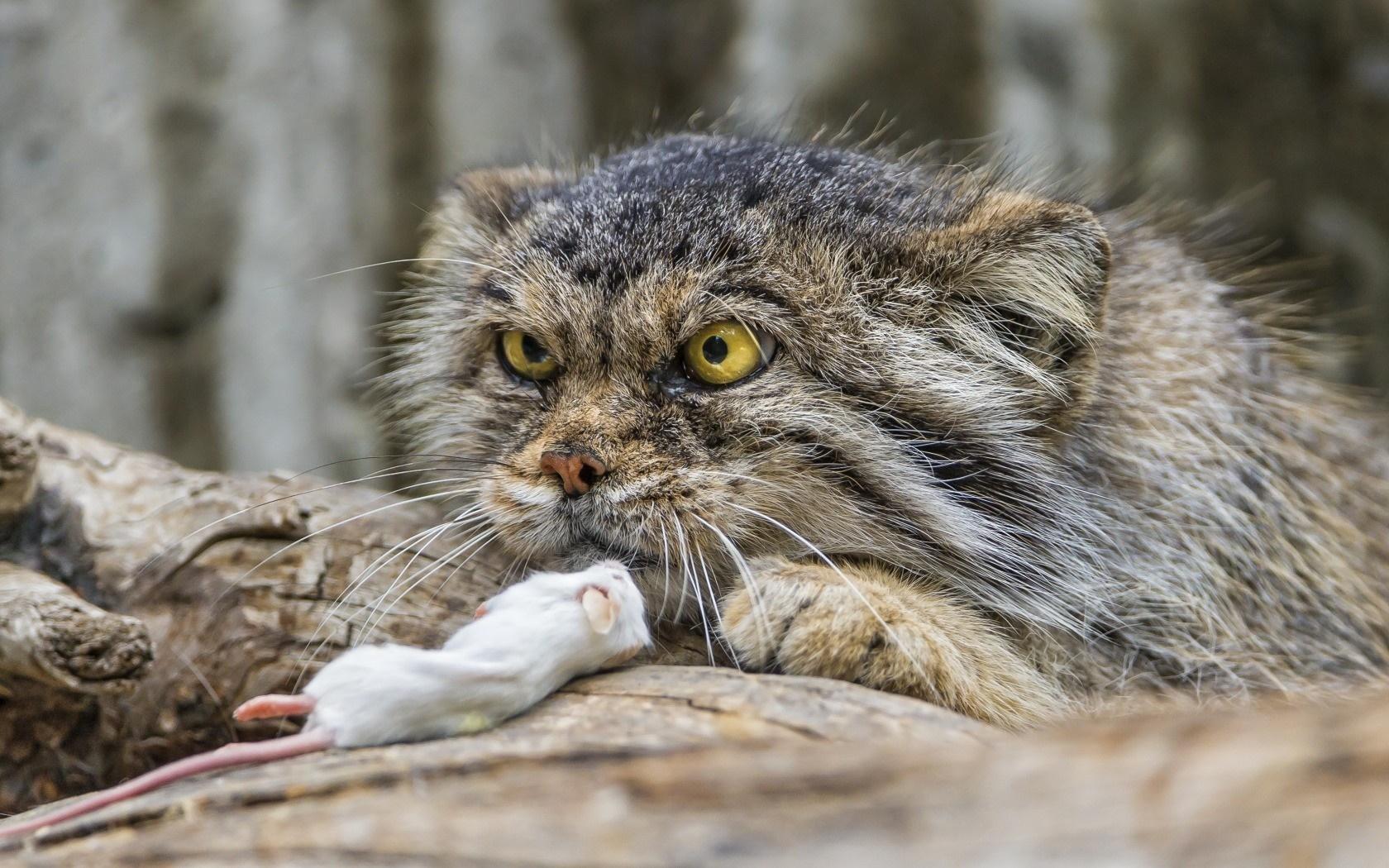 Pallas Cat Wallpapers - Top Free Pallas Cat Backgrounds - WallpaperAccess