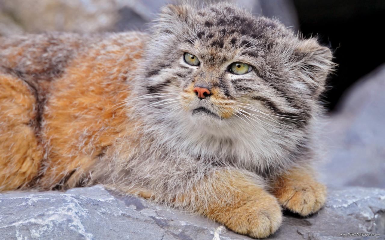 1280x800 Pallas's Cat wallpaper for desktop, download free Pallas's Cat picture and background for PC