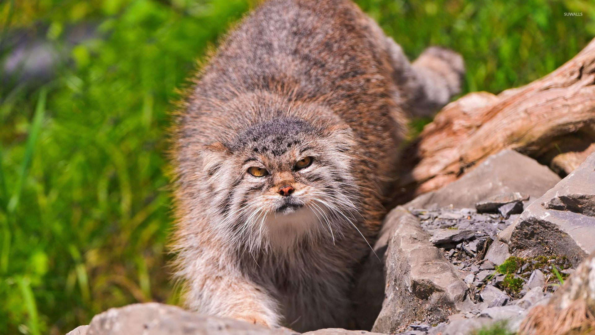 1920x1080 Angry Pallas's cat on a rock wallpaper wallpaper